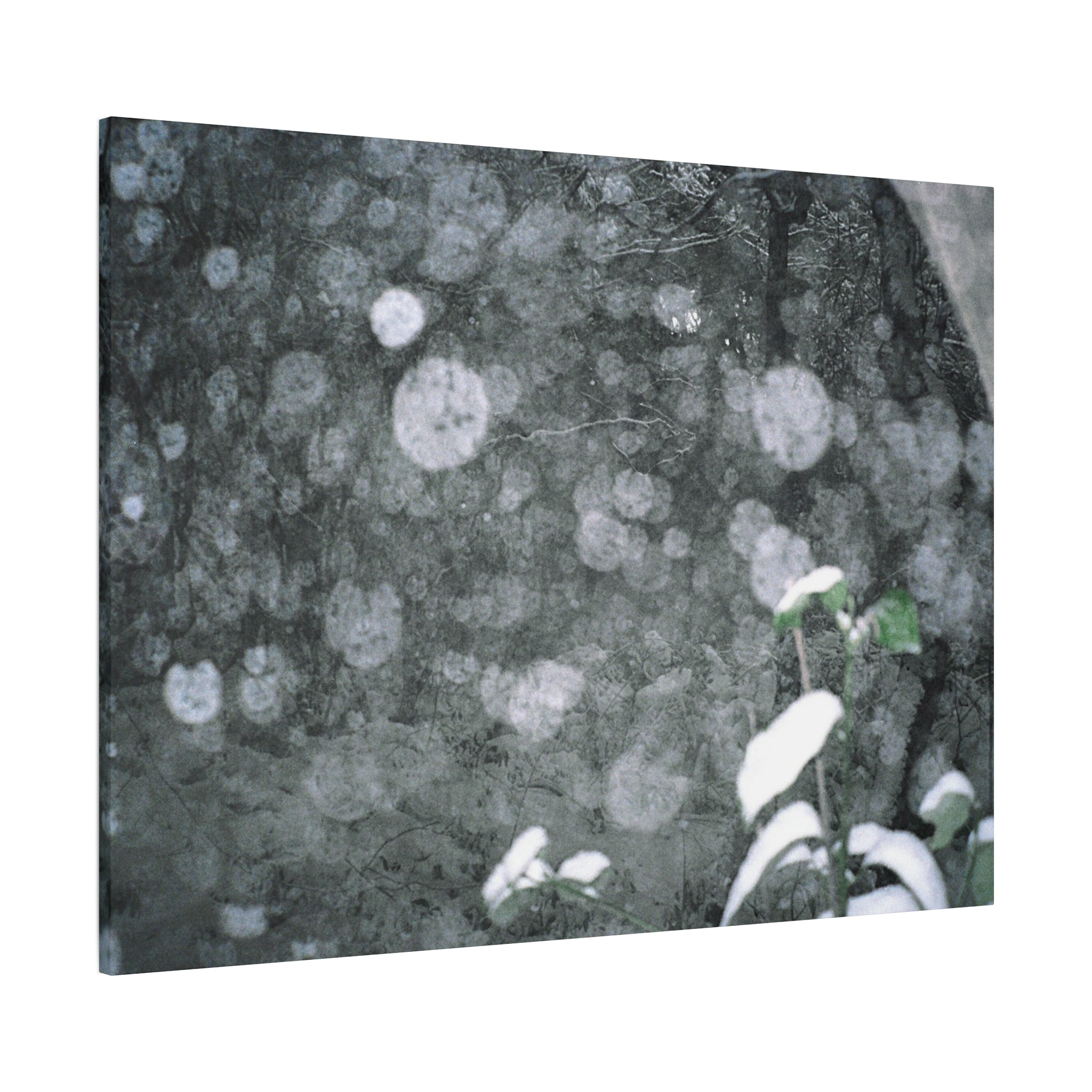 Jeju Snowy Gotjawal Forest Canvas Print