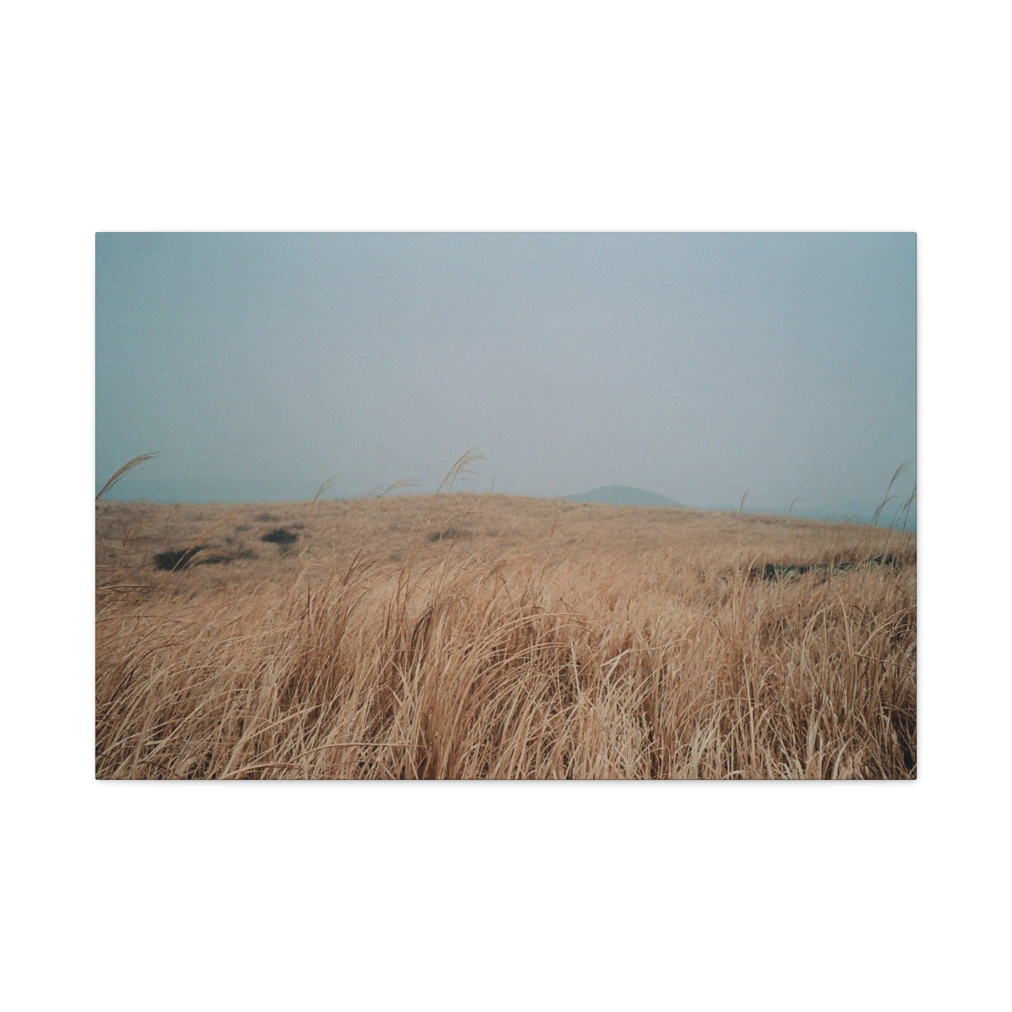Jeju Winter Silver Grass Canvas Print — Baekyaki Oreum Volcano Landscape