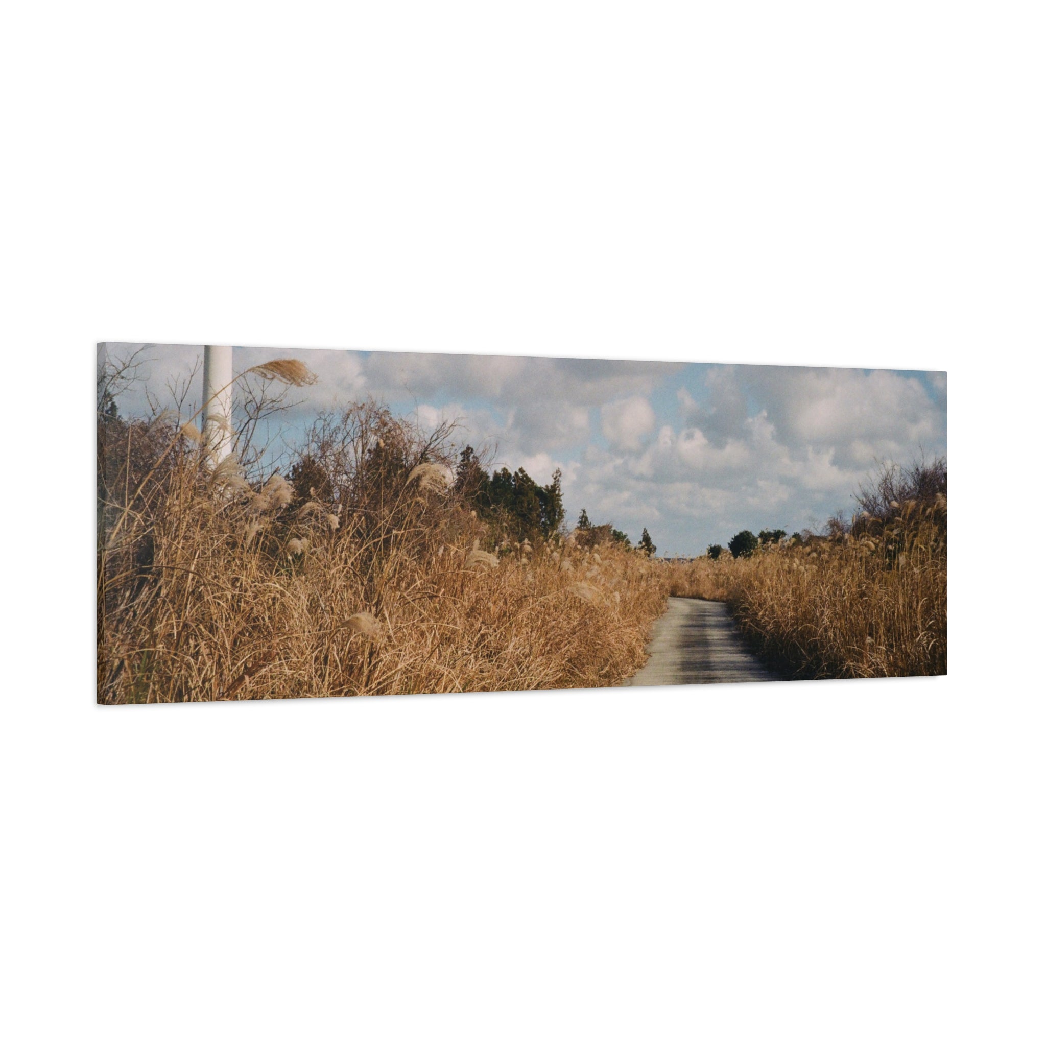 Jeju Gotjawal Winter Silver Grass Canvas Print