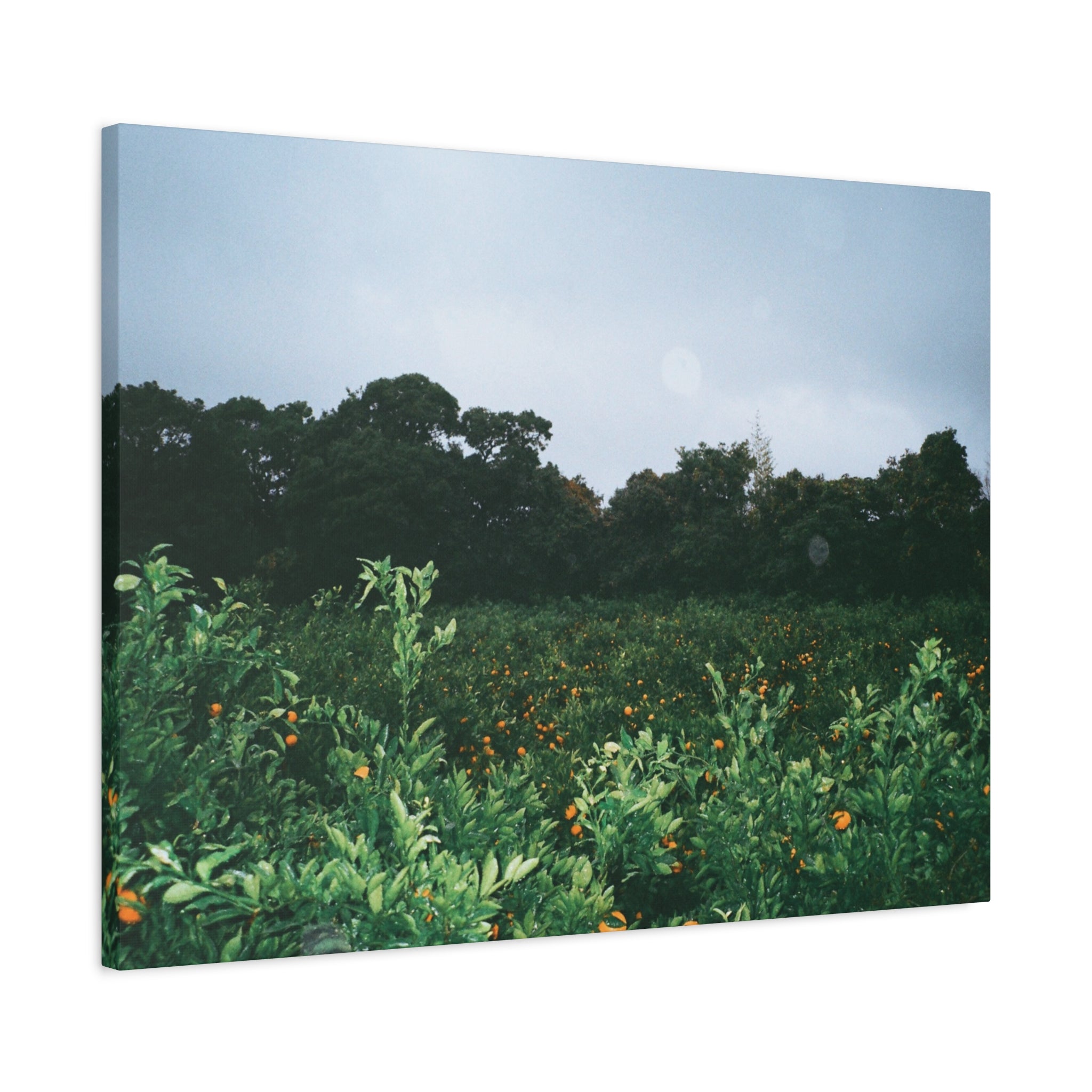 Jeju Winter Snowy Tangerine Orchard Canvas Print