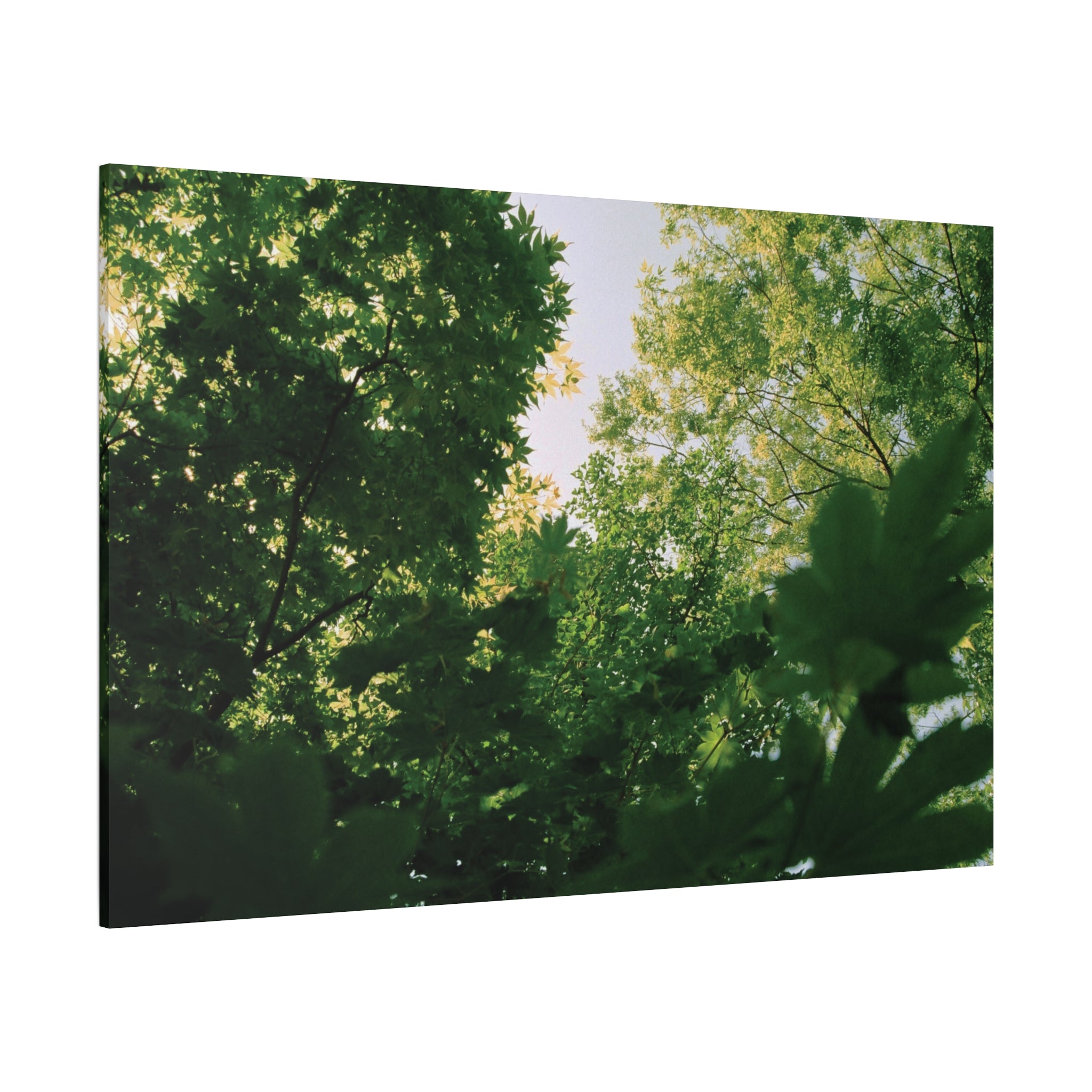 May Maple Leaves Canvas Print