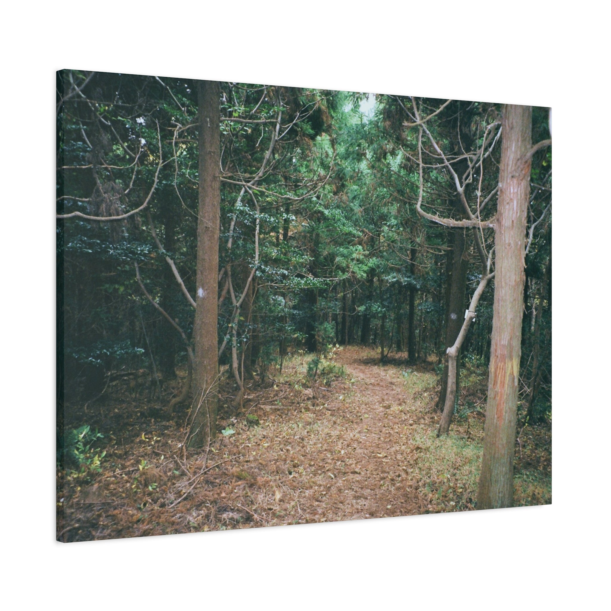 Jeju Winter Oreum Forest Canvas Print