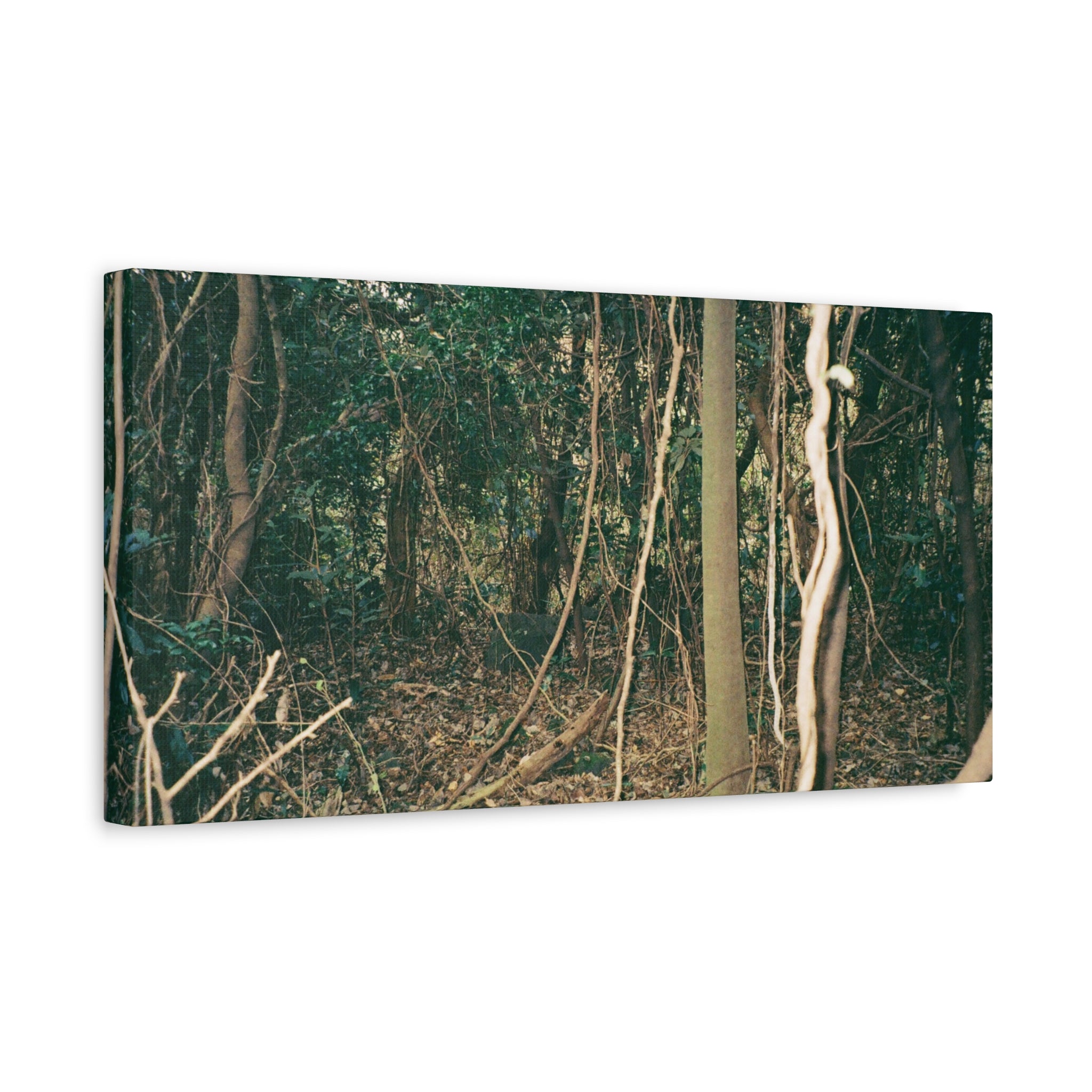 Jeju Gotjawal Forest Canvas Print