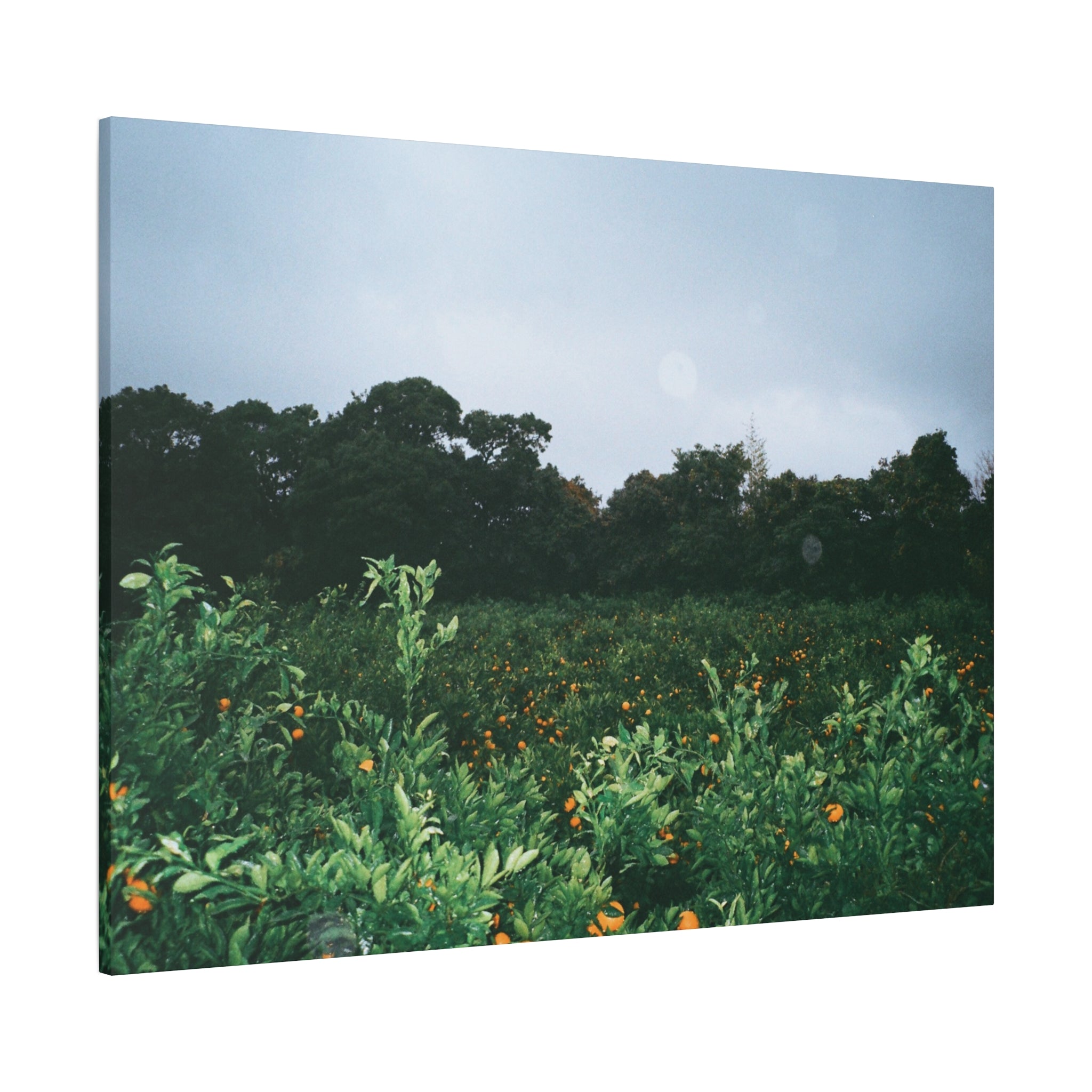 Jeju Winter Snowy Tangerine Orchard Canvas Print