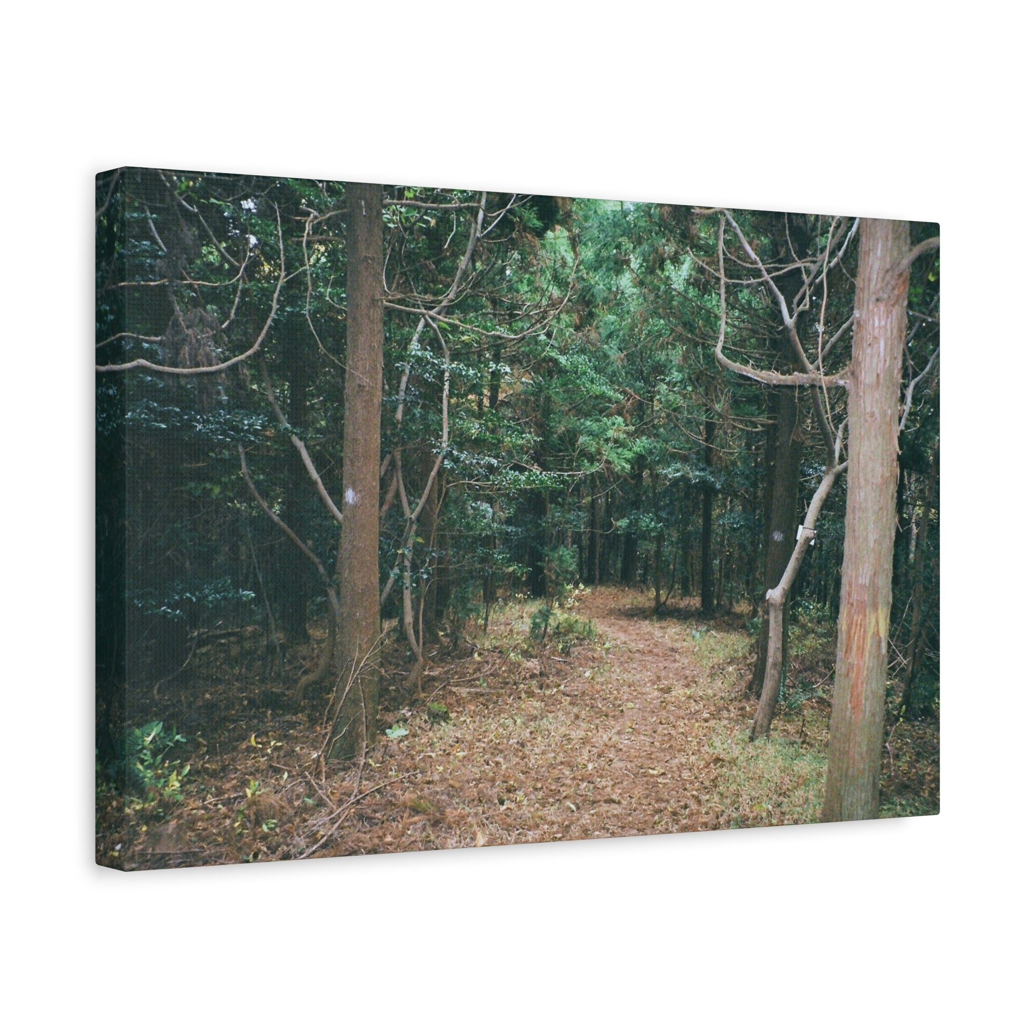 Jeju Winter Oreum Forest Matte Canvas Print — Deep Green Winter Trees, Stretched 1.25"