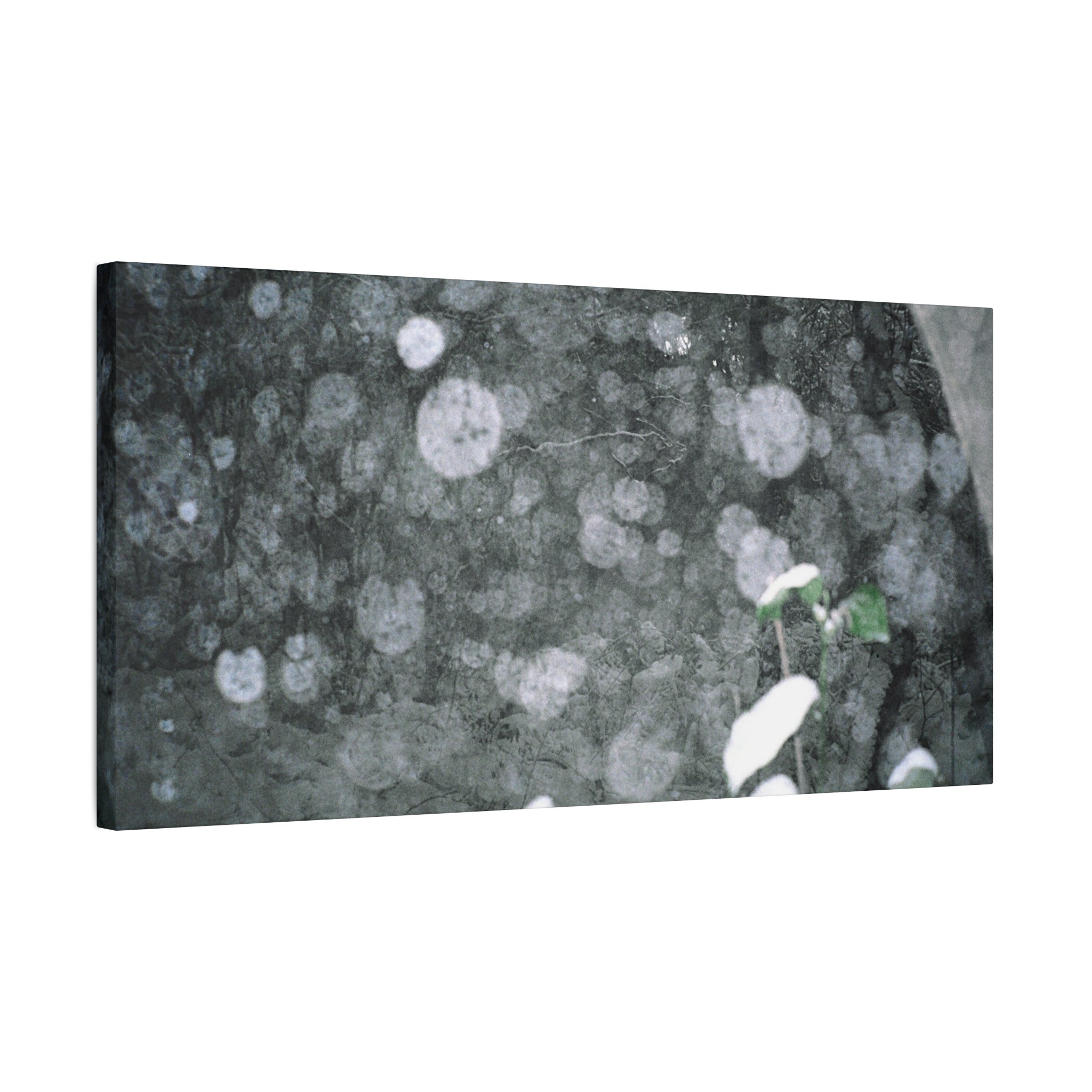 Jeju Snowy Gotjawal Forest Canvas Print