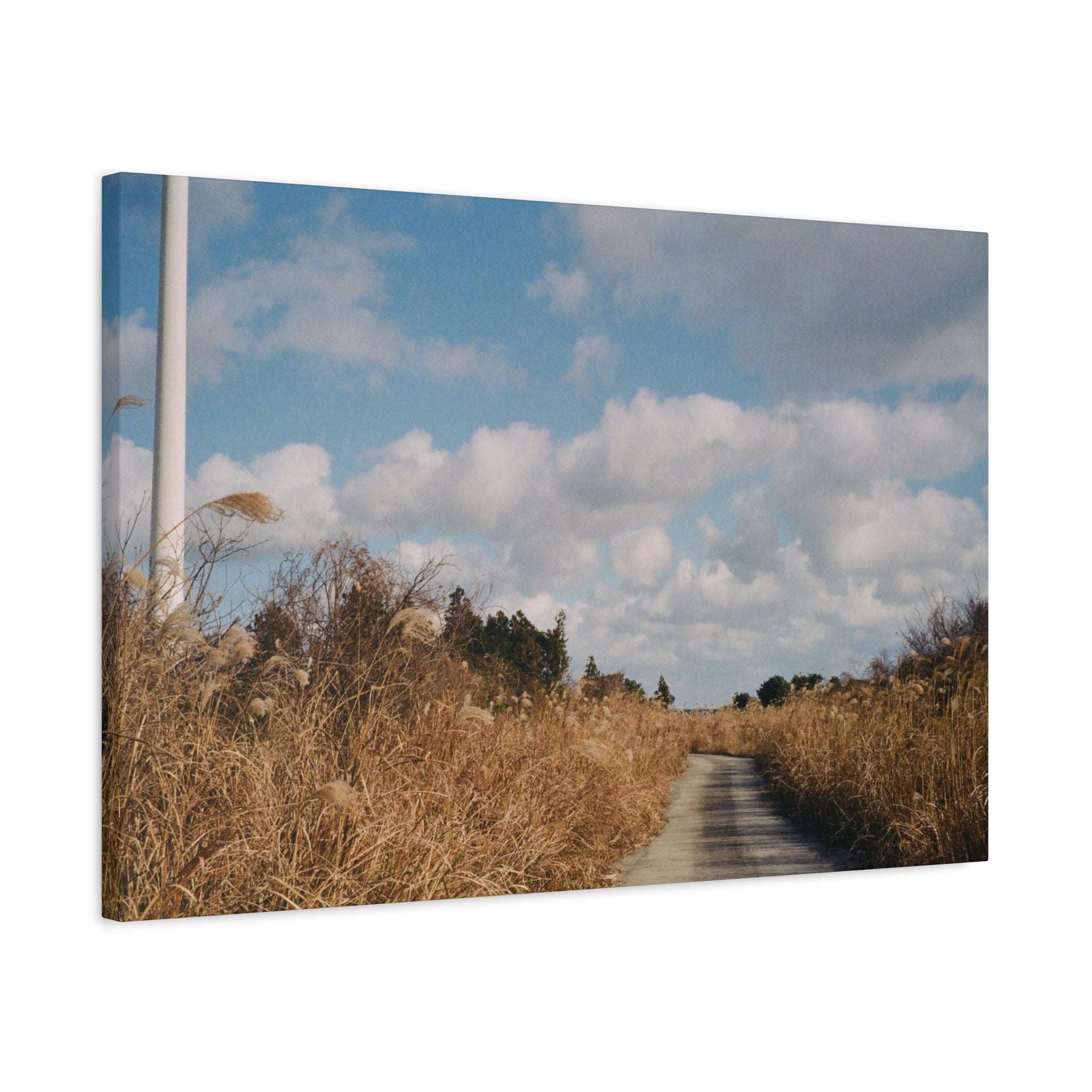 Jeju Gotjawal Winter Silver Grass Canvas Print