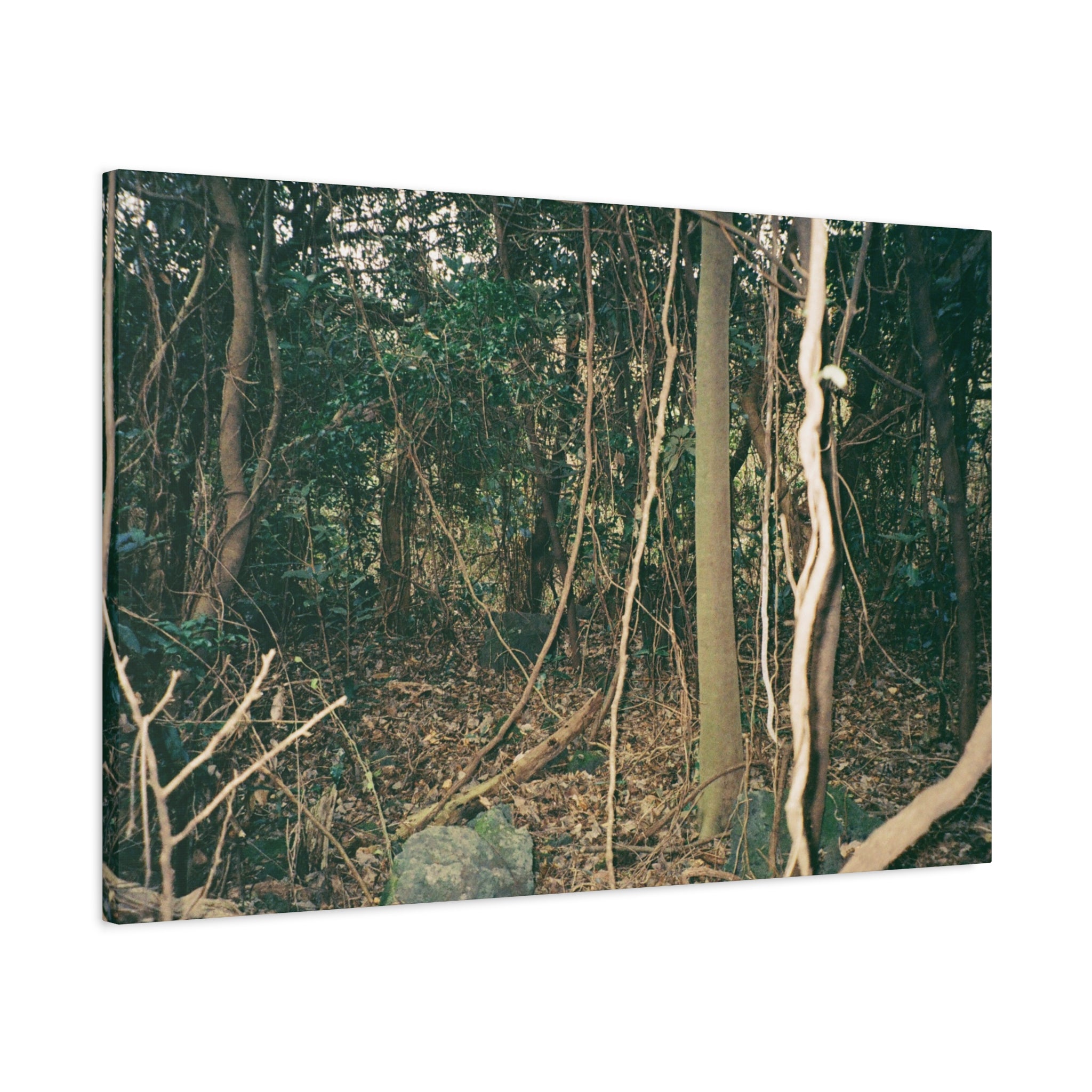 Jeju Gotjawal Forest Canvas Print