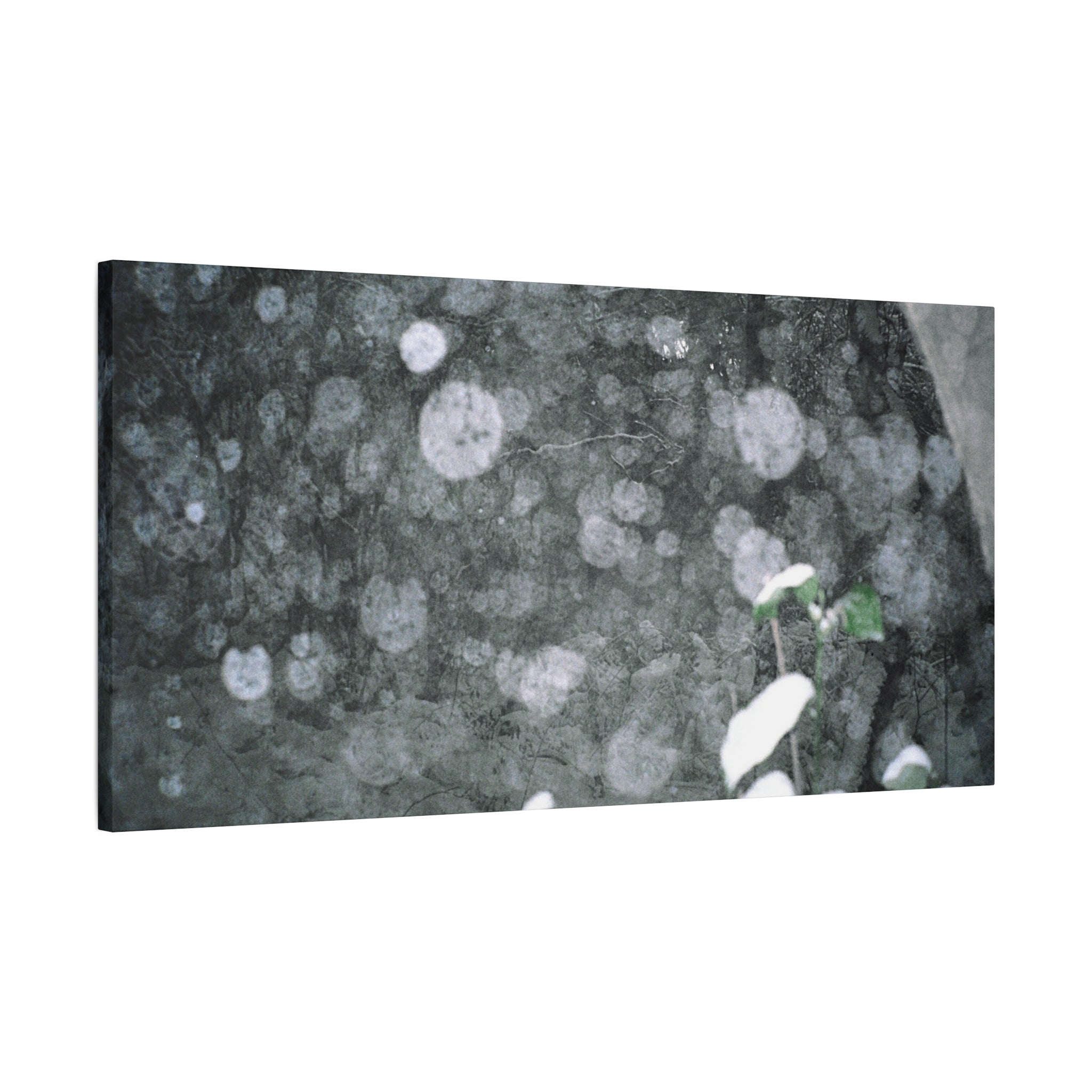 Jeju Snowy Gotjawal Forest Canvas Print