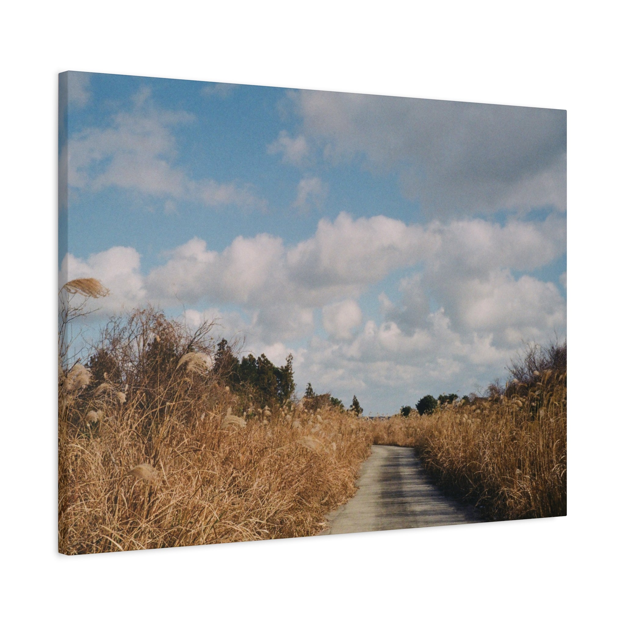 Jeju Gotjawal Winter Silver Grass Canvas Print
