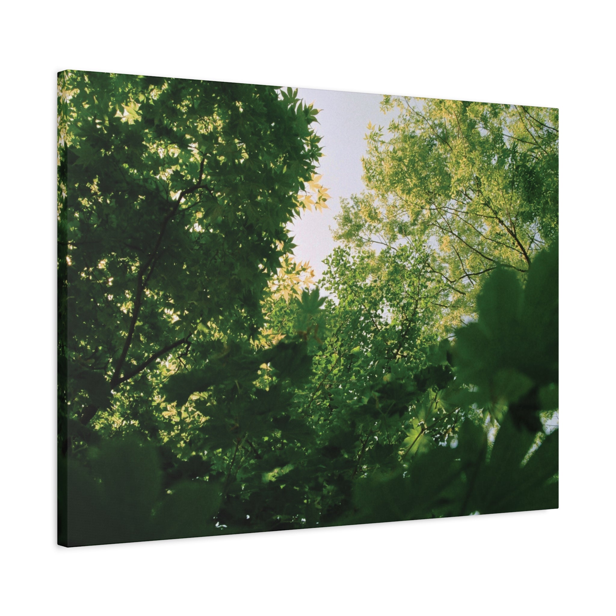 May Maple Leaves Canvas Print