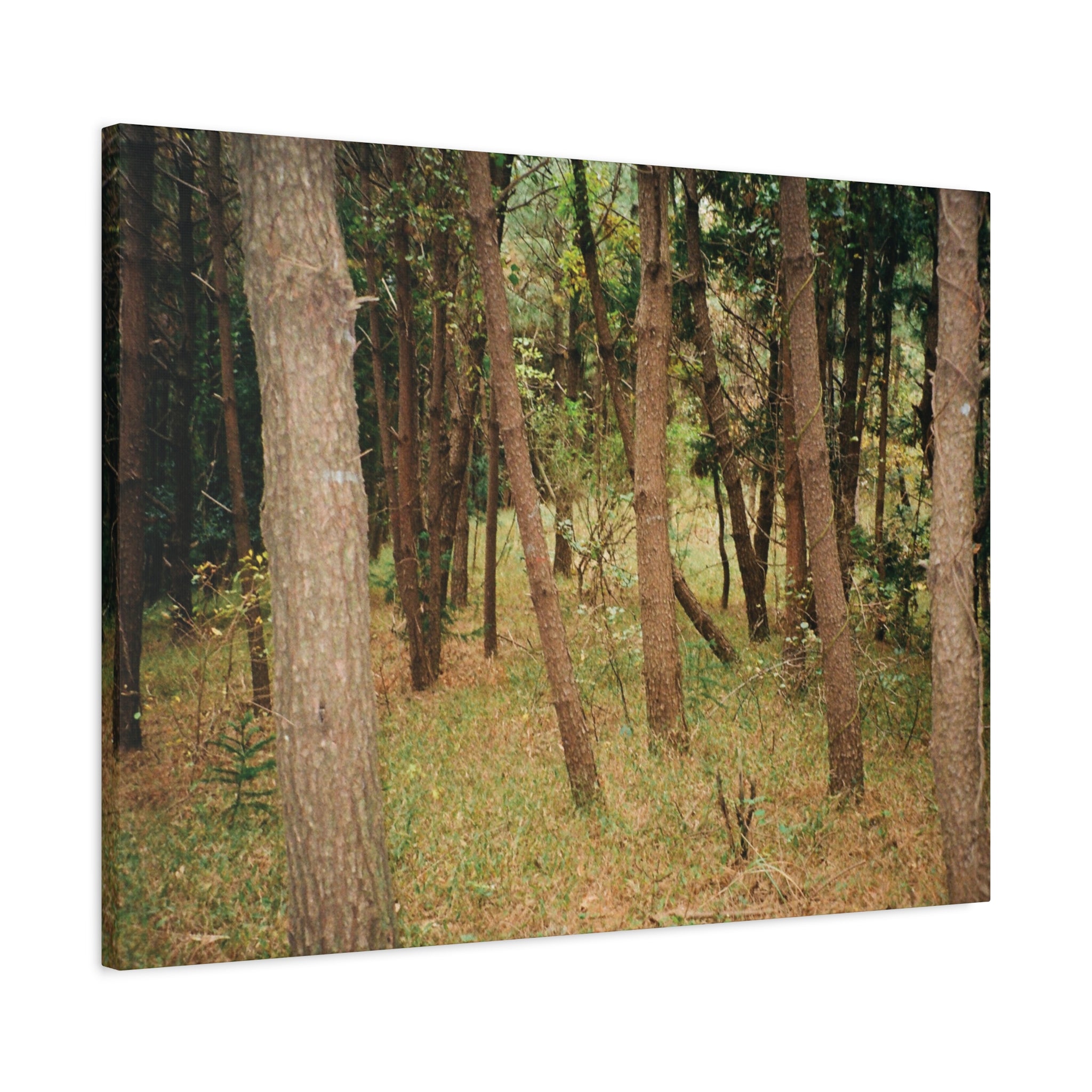Jeju Gungdae Oreum Forest Canvas Print