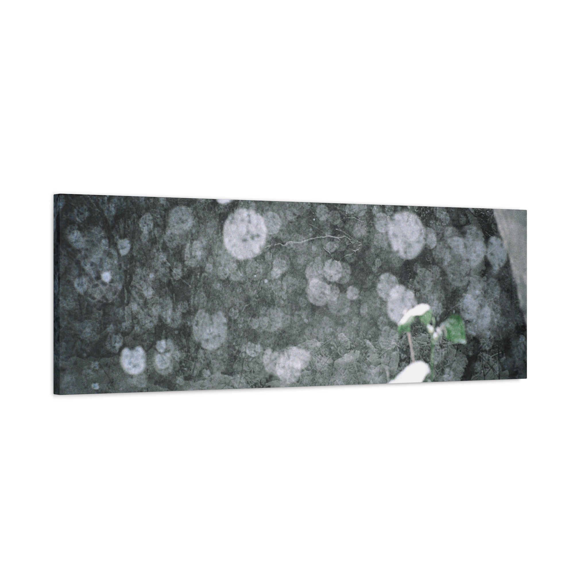 Jeju Snowy Gotjawal Forest Canvas Print