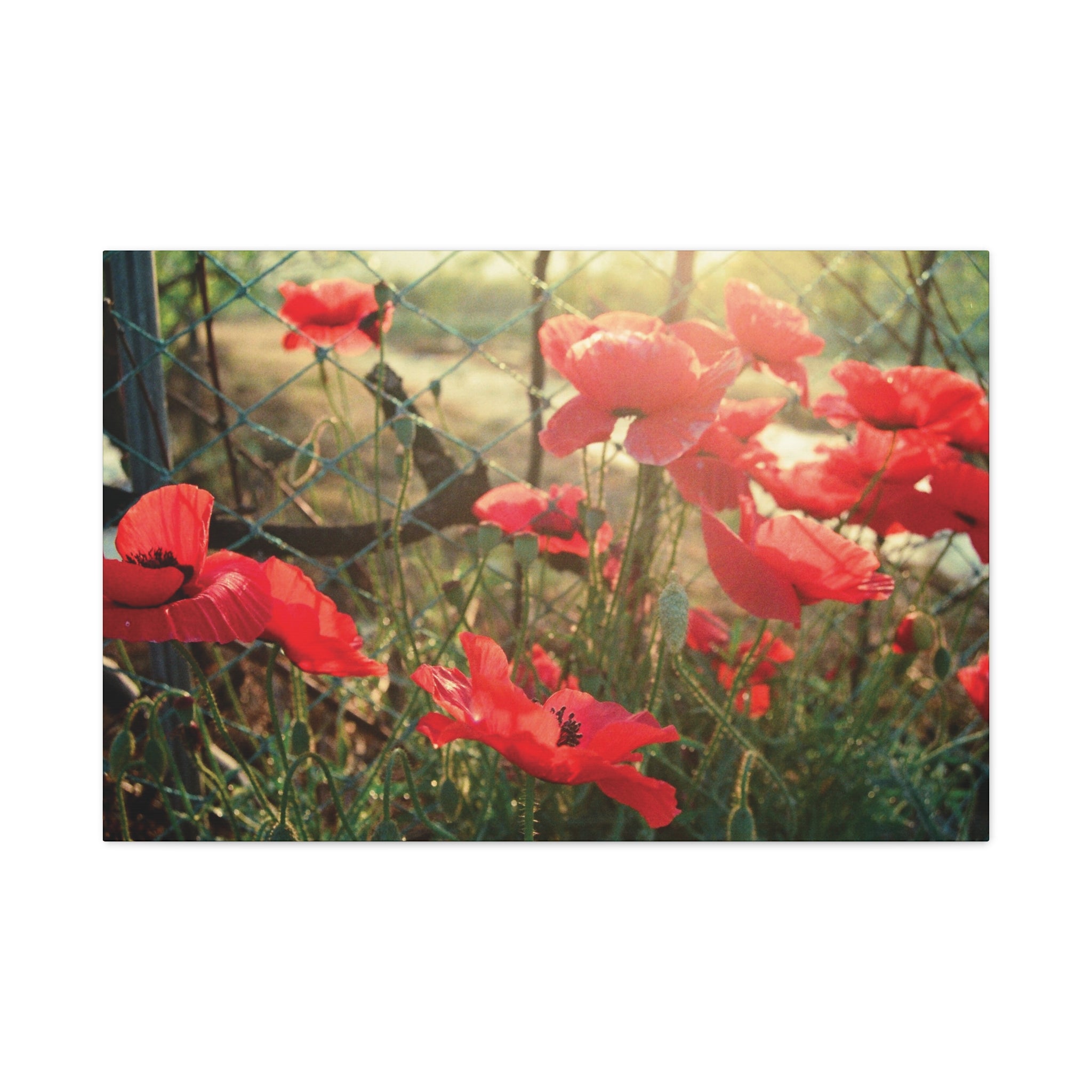 Wonju Red Flower Roadside Canvas Print — Summer Countryside Wall Art