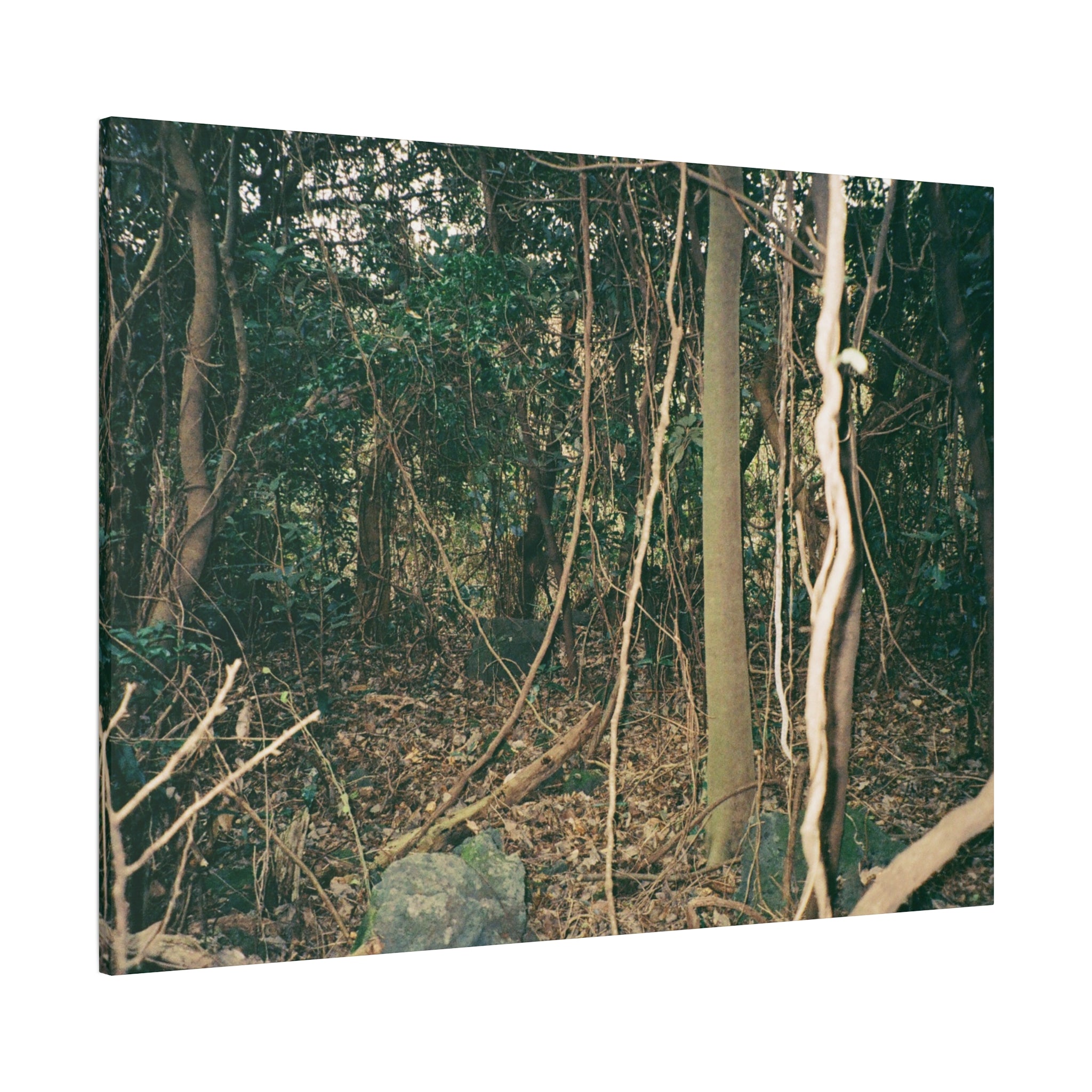 Jeju Gotjawal Forest Canvas Print