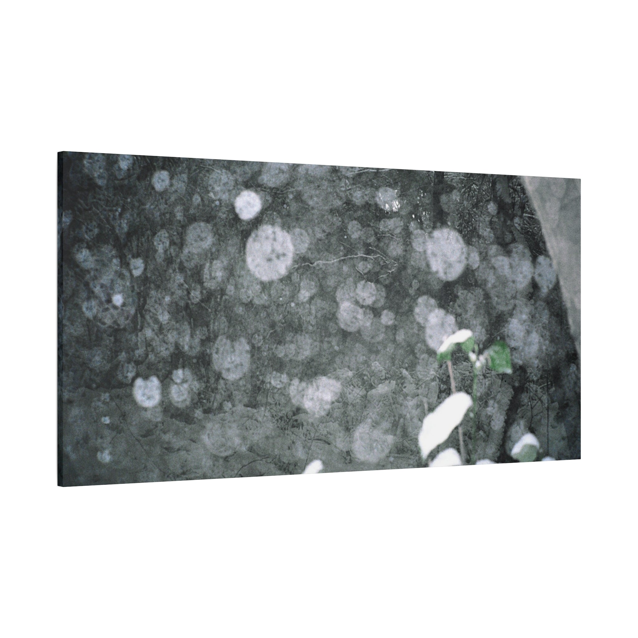 Jeju Snowy Gotjawal Forest Canvas Print