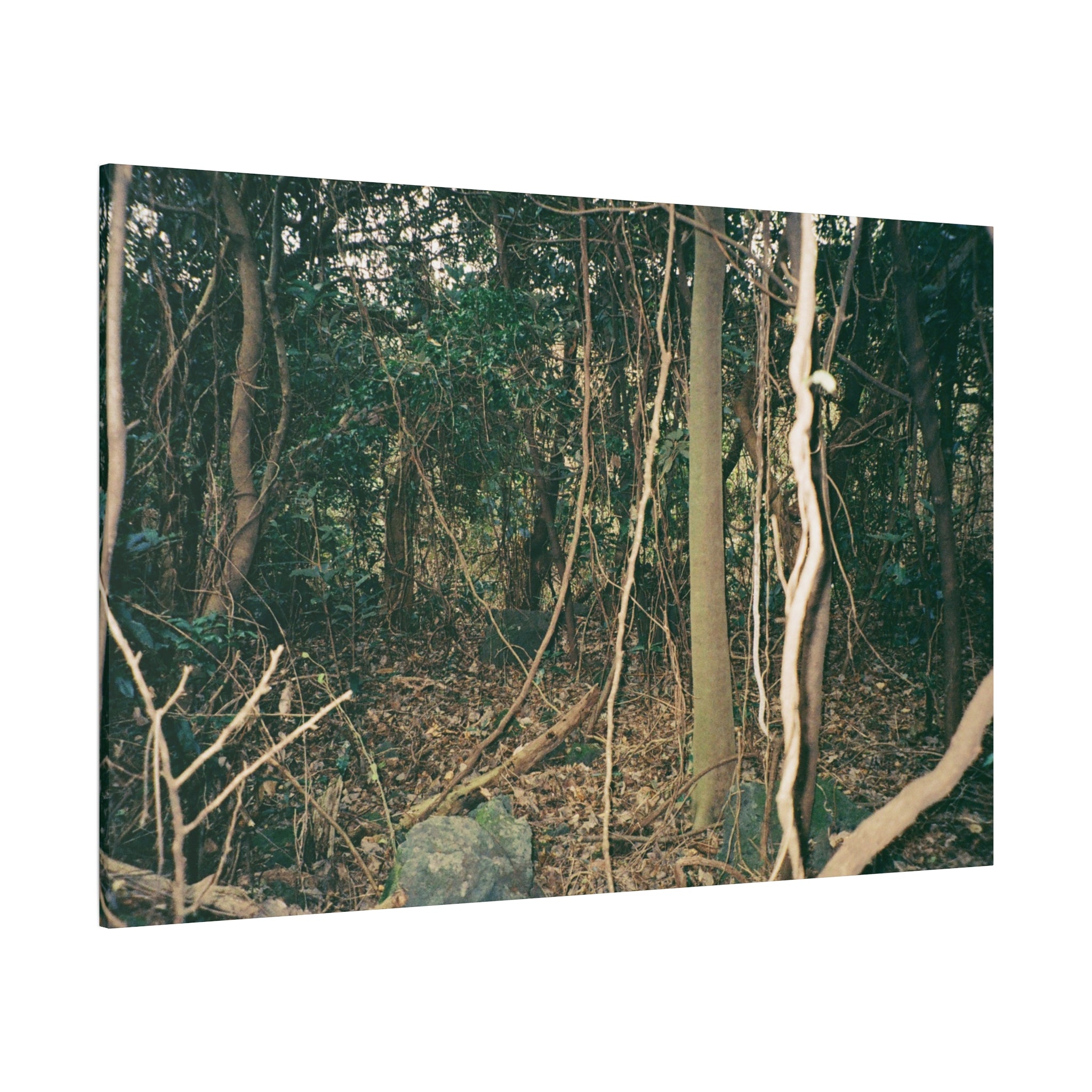 Jeju Gotjawal Forest Canvas Print