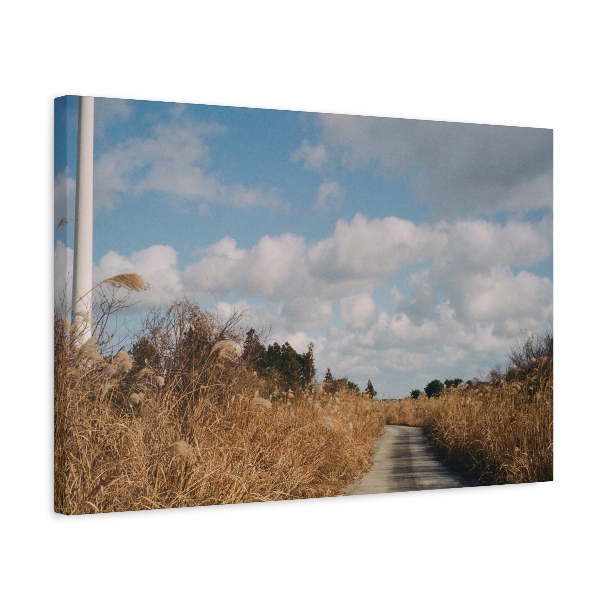 Jeju Gotjawal Winter Silver Grass Canvas Print