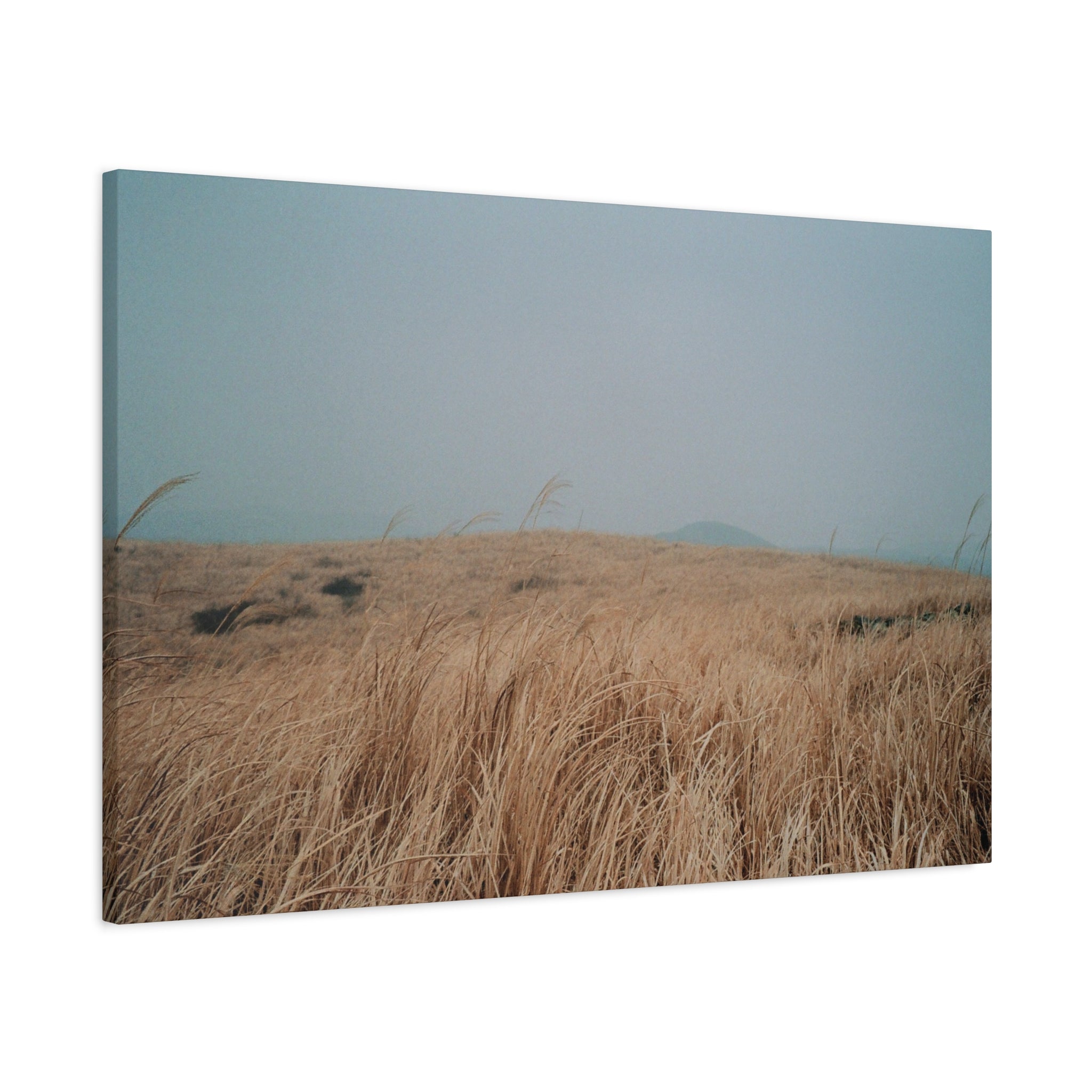 Jeju Winter Silver Grass Canvas Print — Baekyaki Oreum Volcano Landscape