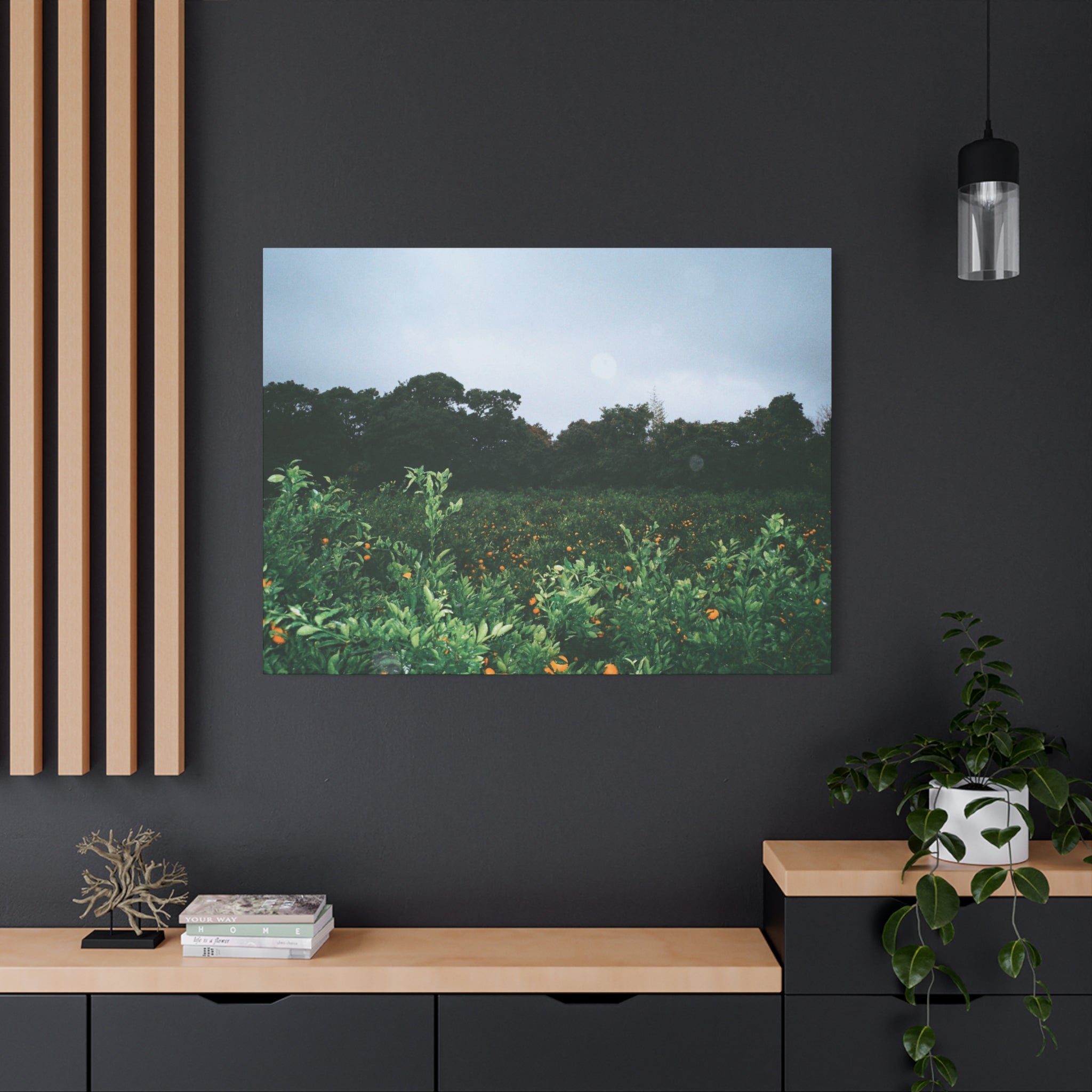 Jeju Winter Snowy Tangerine Orchard Canvas Print