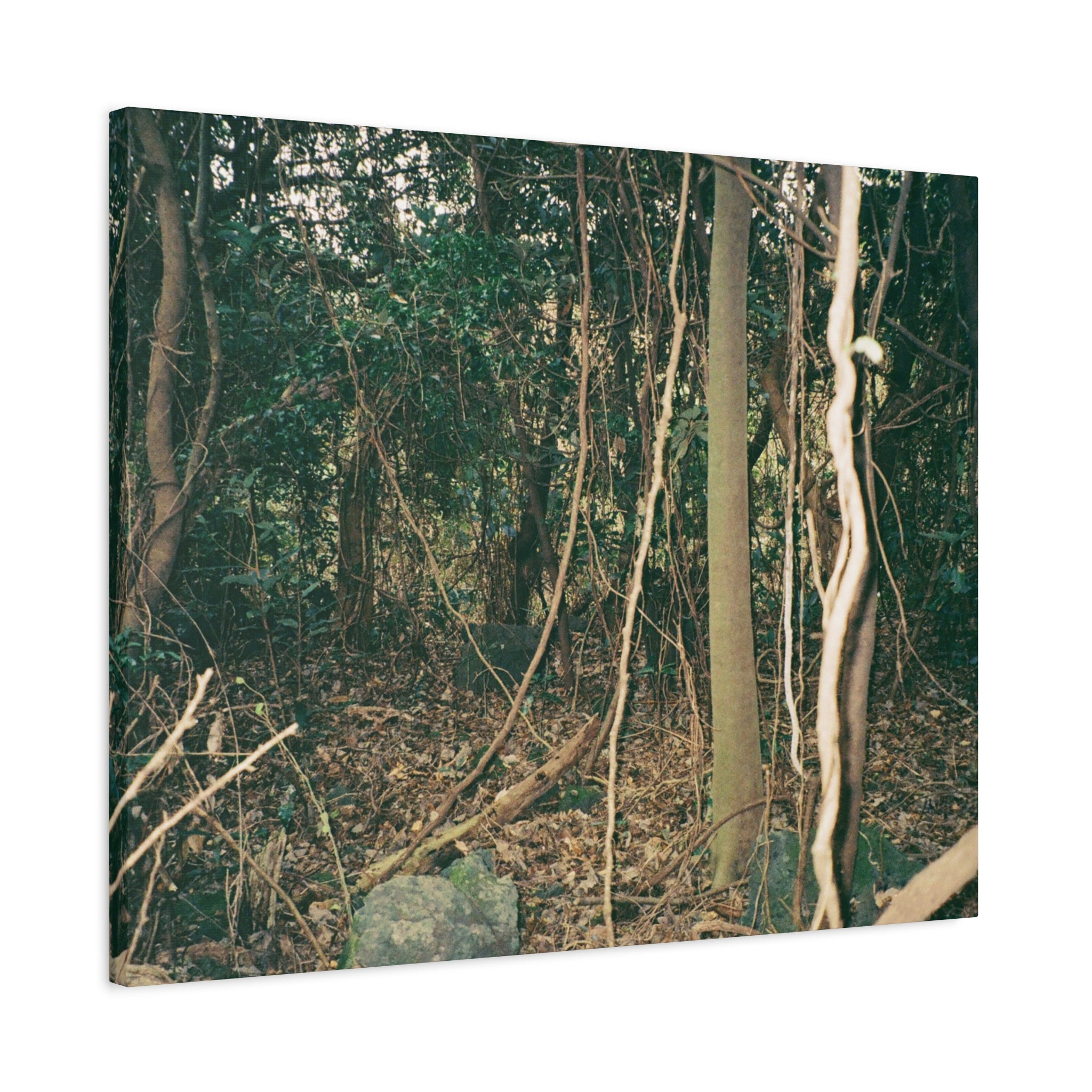 Jeju Gotjawal Forest Canvas Print