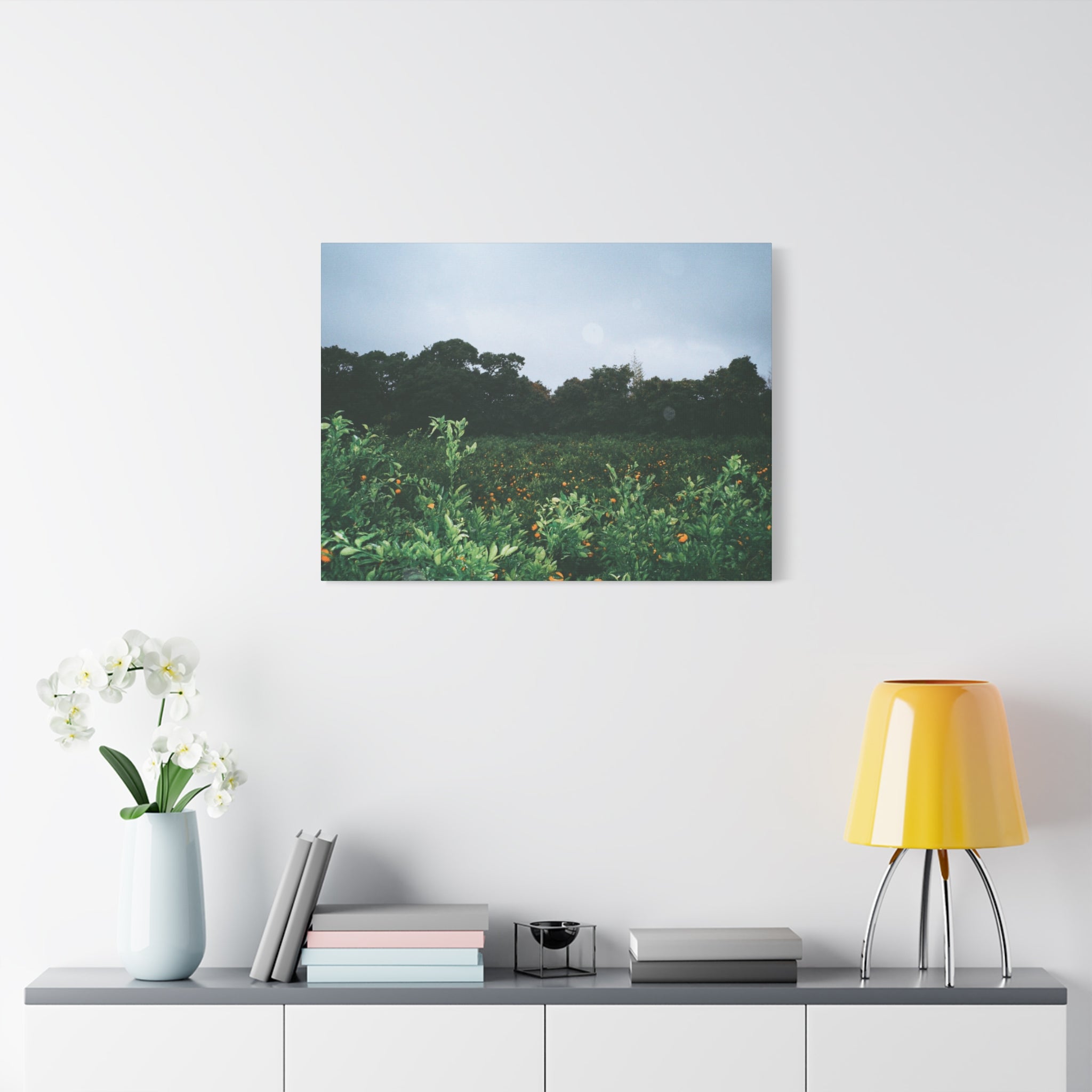 Jeju Winter Snowy Tangerine Orchard Canvas Print