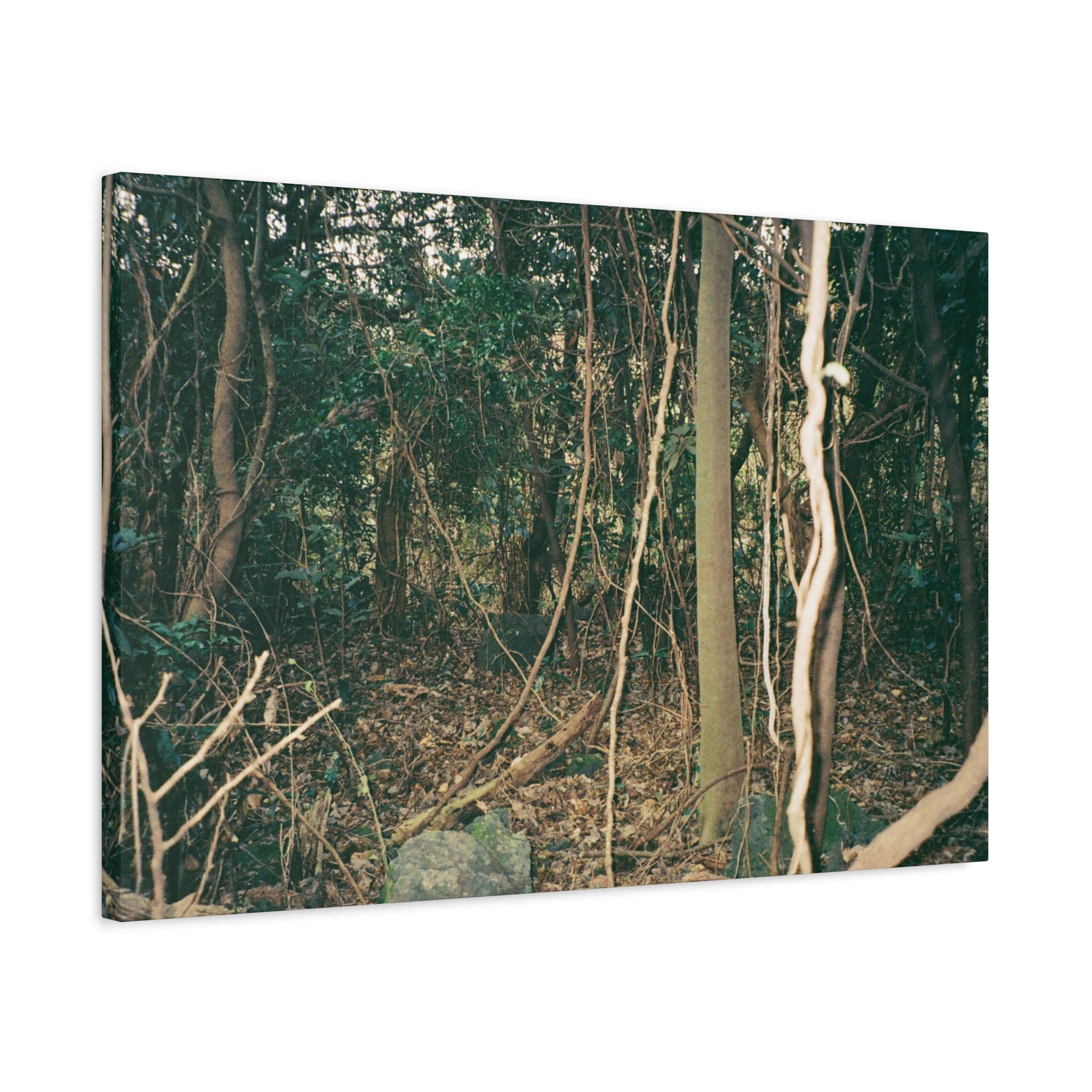 Jeju Gotjawal Forest Canvas Print