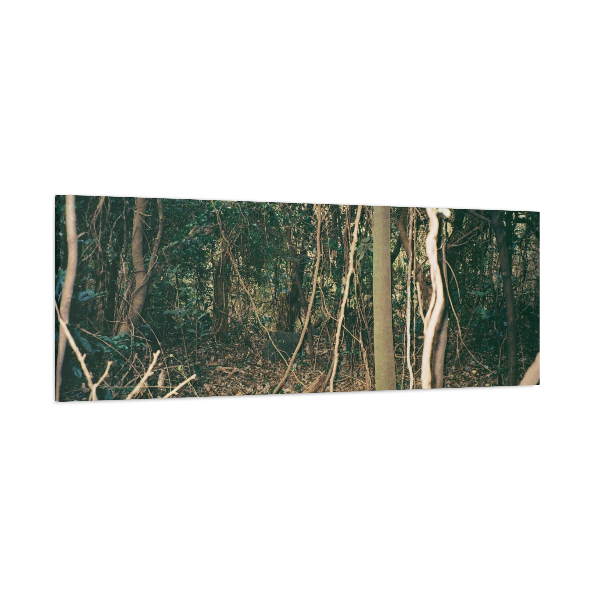 Jeju Gotjawal Forest Canvas Print