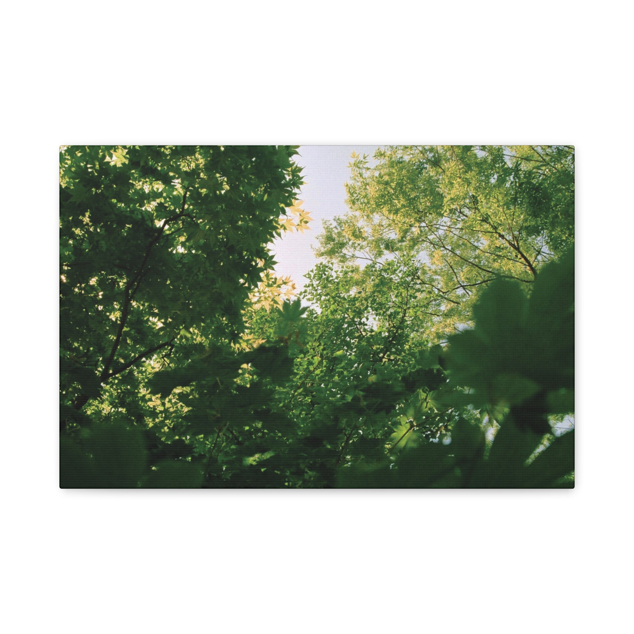 May Maple Leaves Canvas Print