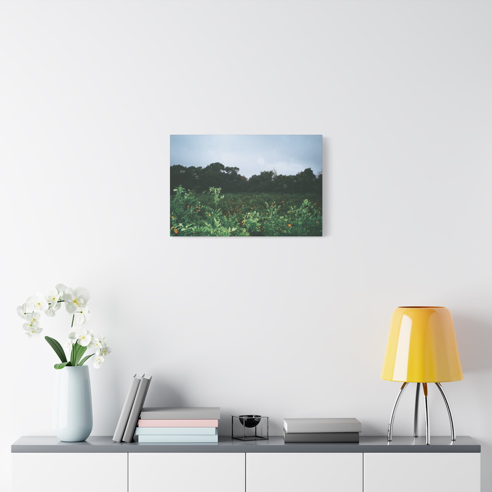 Jeju Winter Snowy Tangerine Orchard Canvas Print