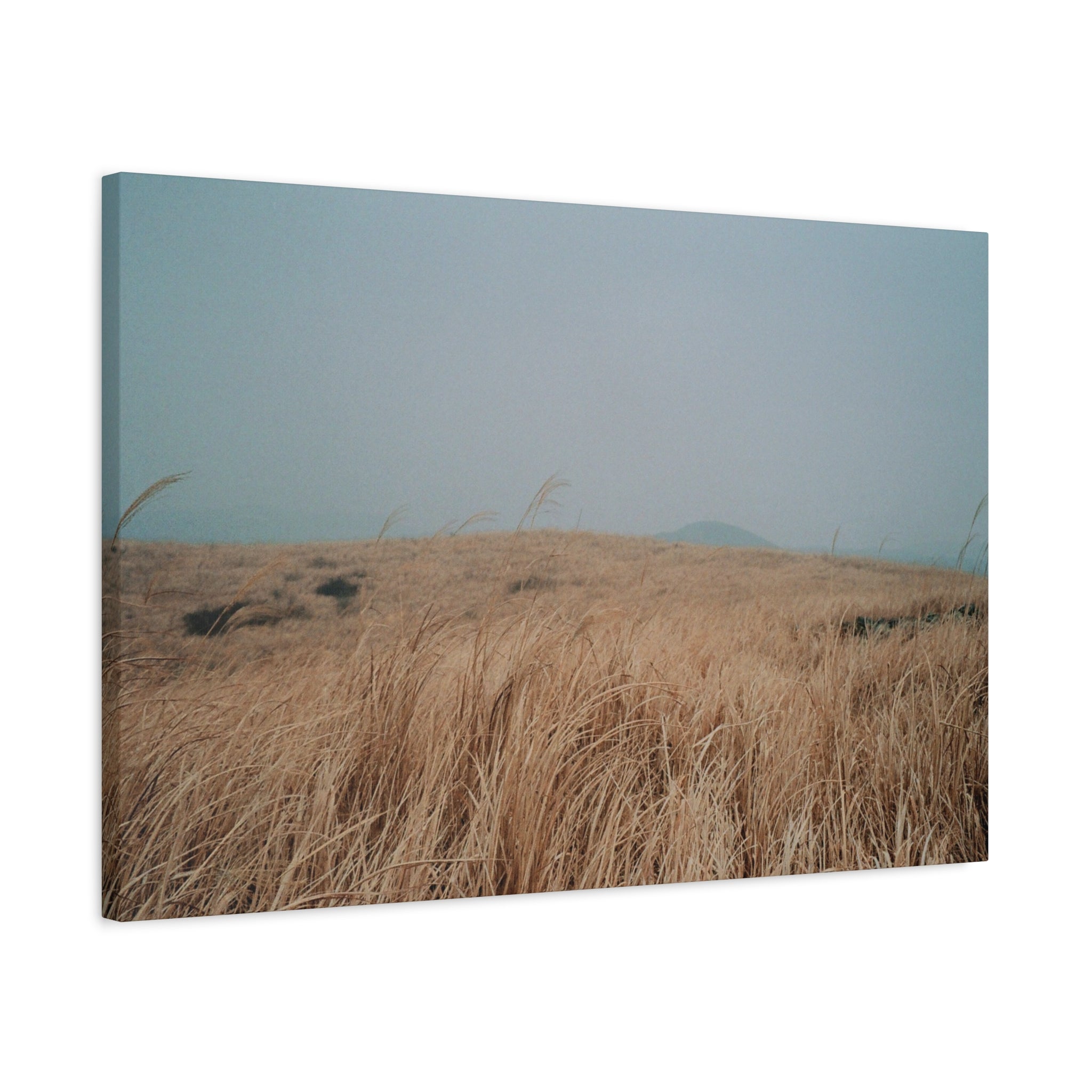 Jeju Winter Silver Grass Canvas Print — Baekyaki Oreum Volcano Landscape
