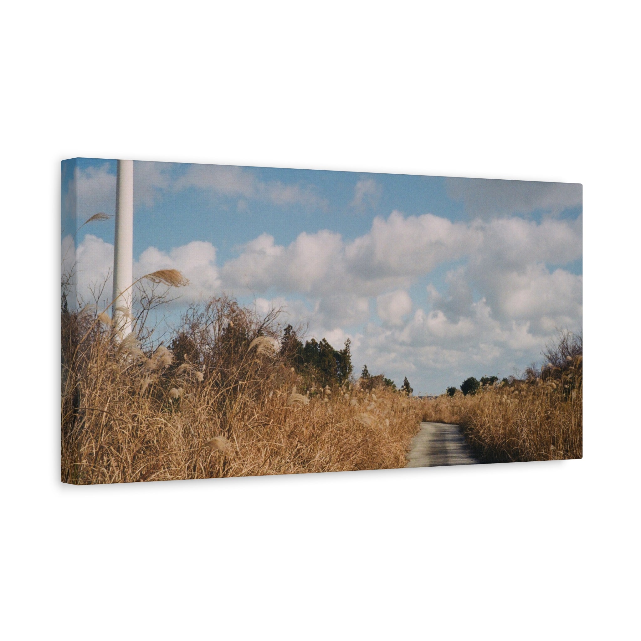 Jeju Gotjawal Winter Silver Grass Canvas Print