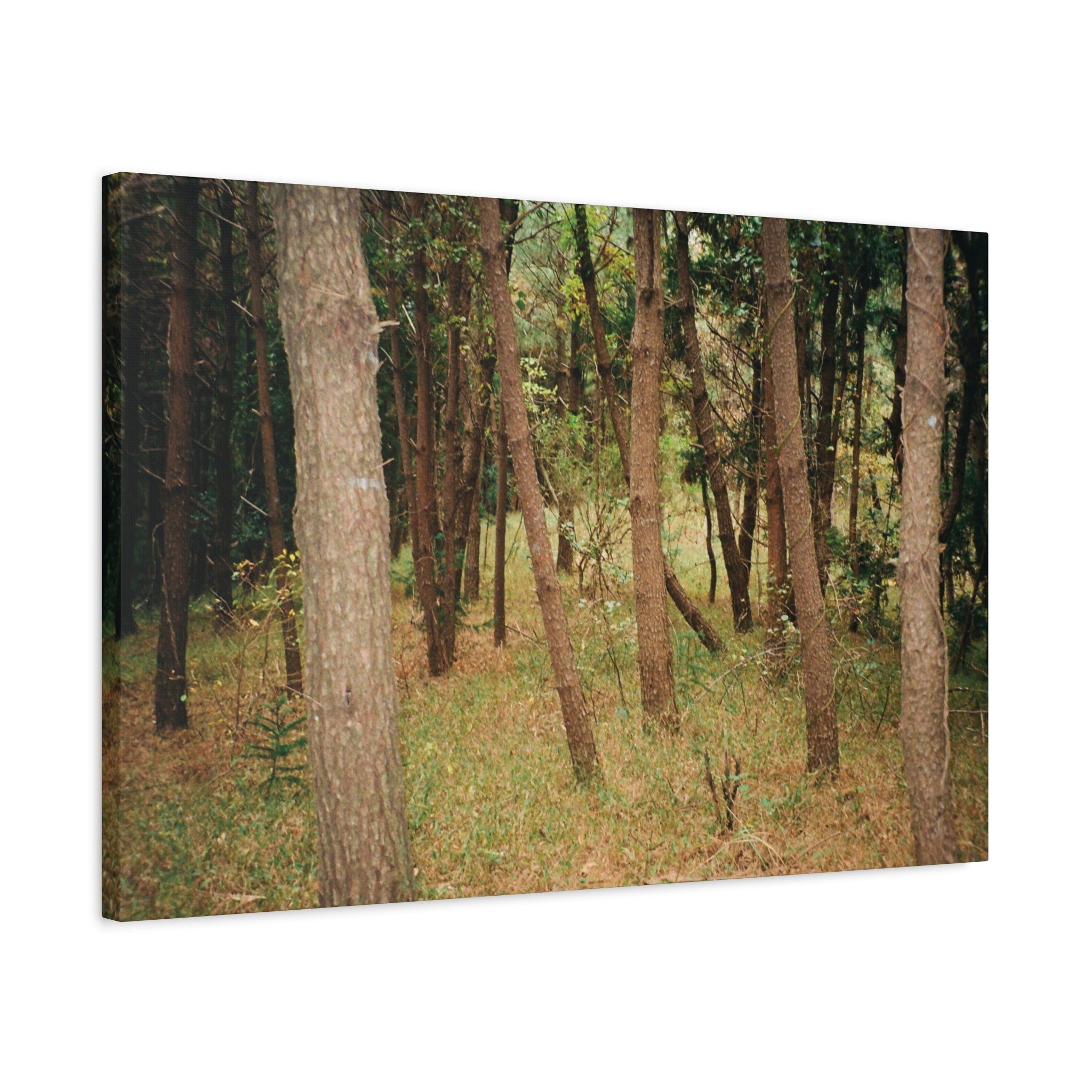 Jeju Gungdae Oreum Forest Canvas Print