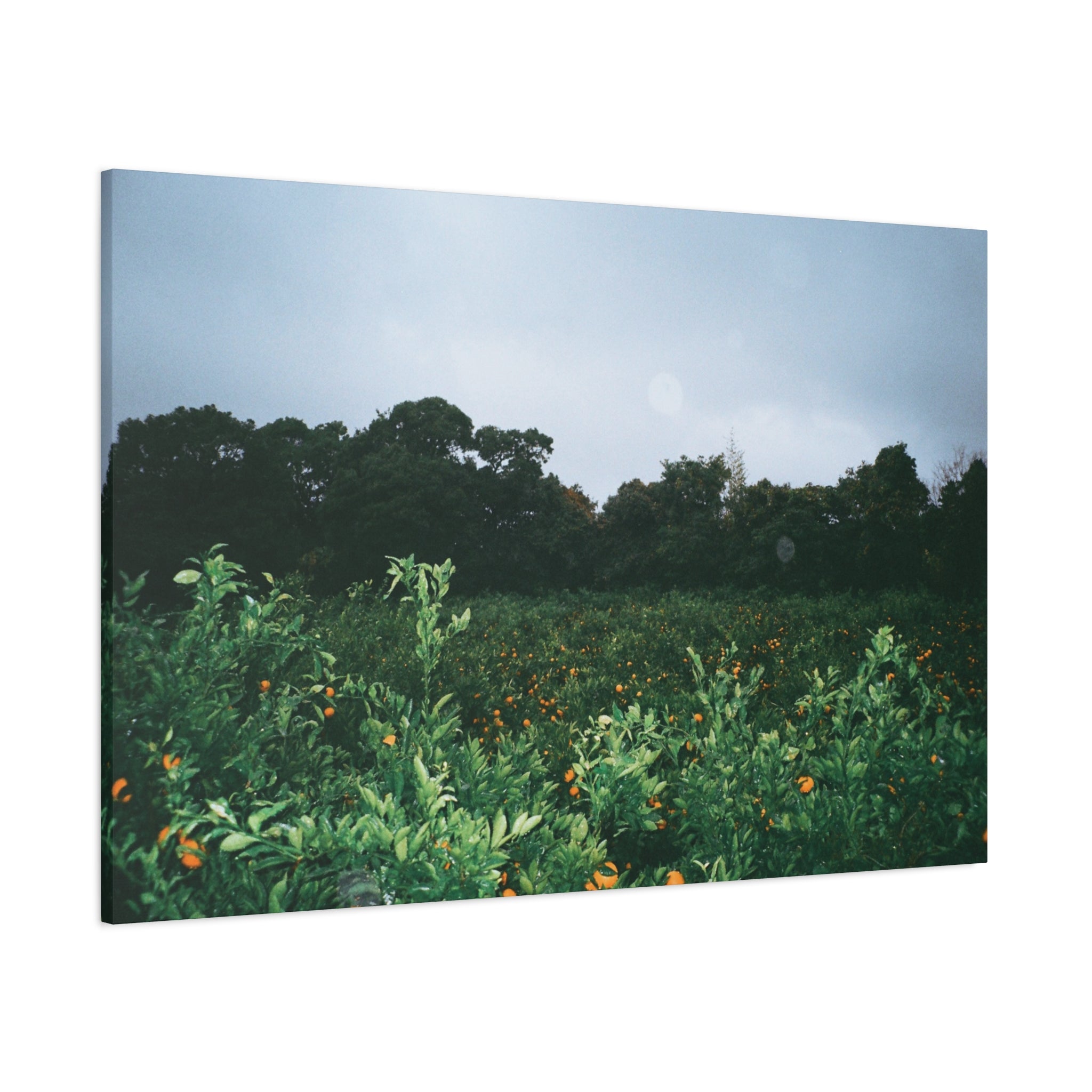 Jeju Winter Snowy Tangerine Orchard Canvas Print