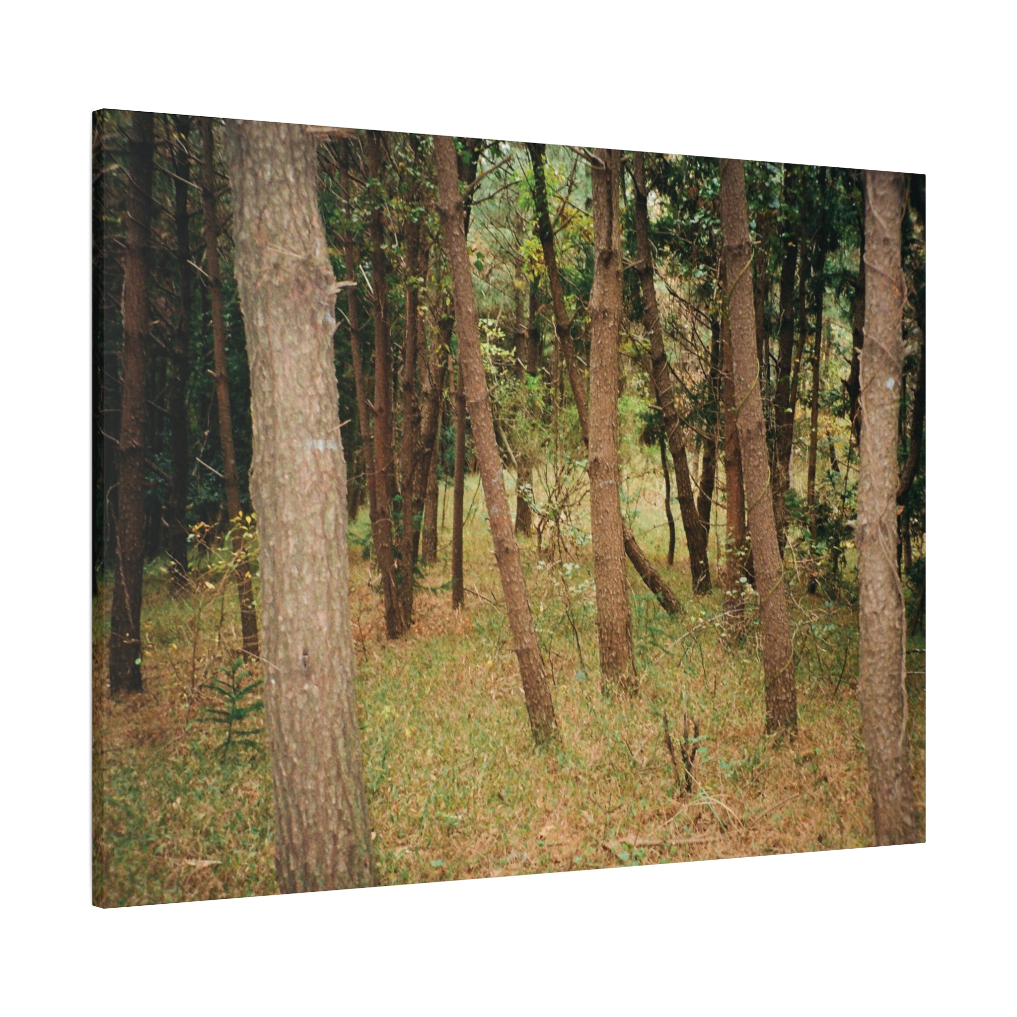 Jeju Gungdae Oreum Forest Canvas Print