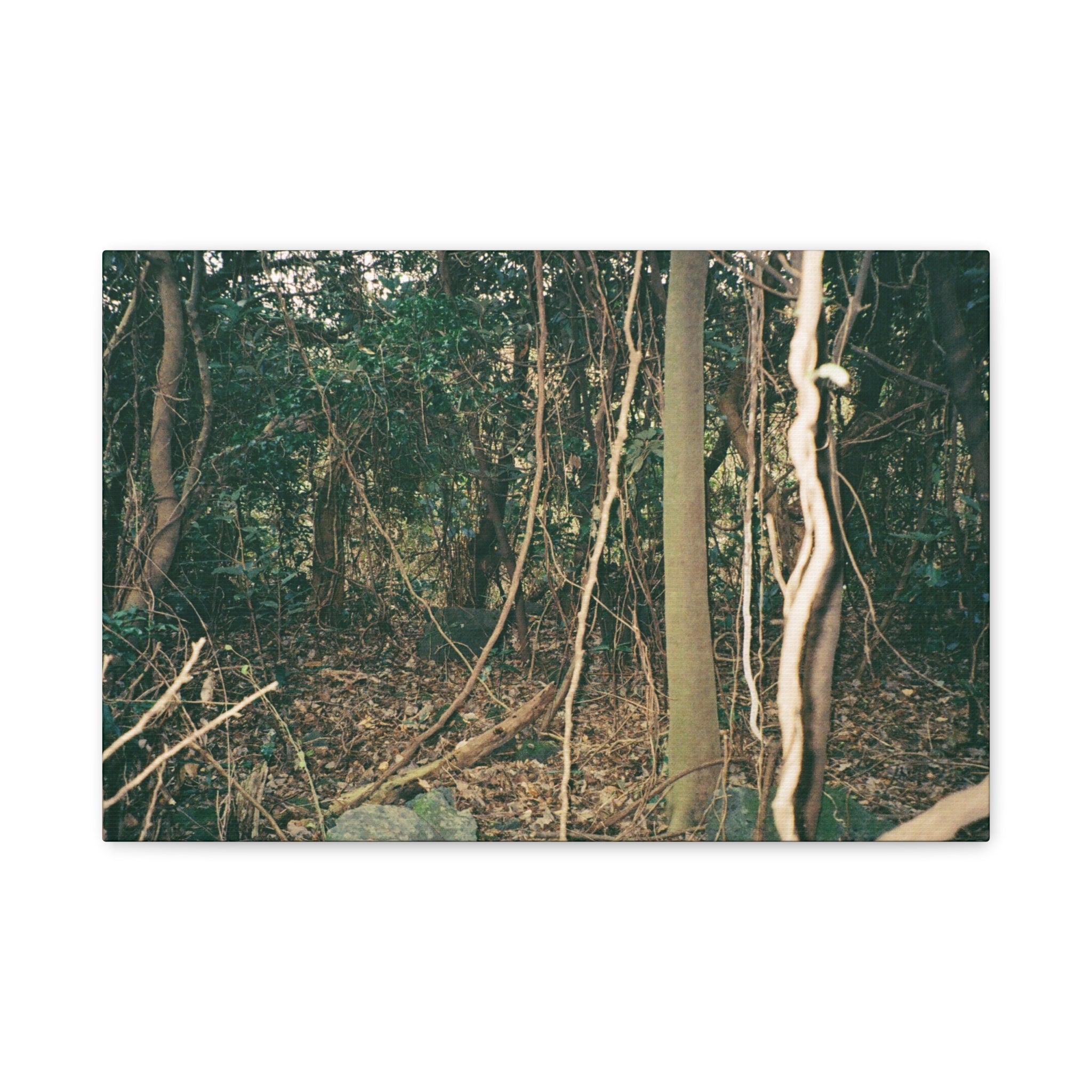Jeju Gotjawal Forest Canvas Print
