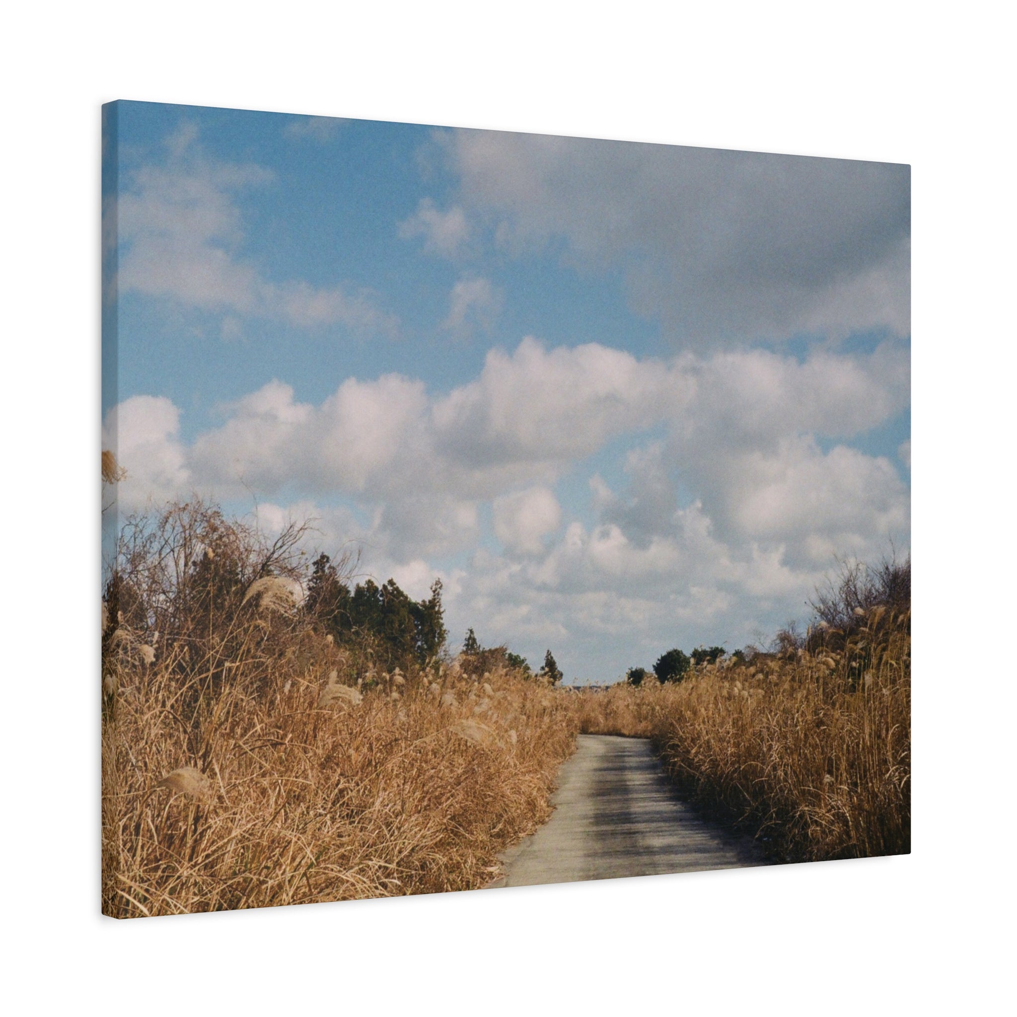 Jeju Gotjawal Winter Silver Grass Canvas Print