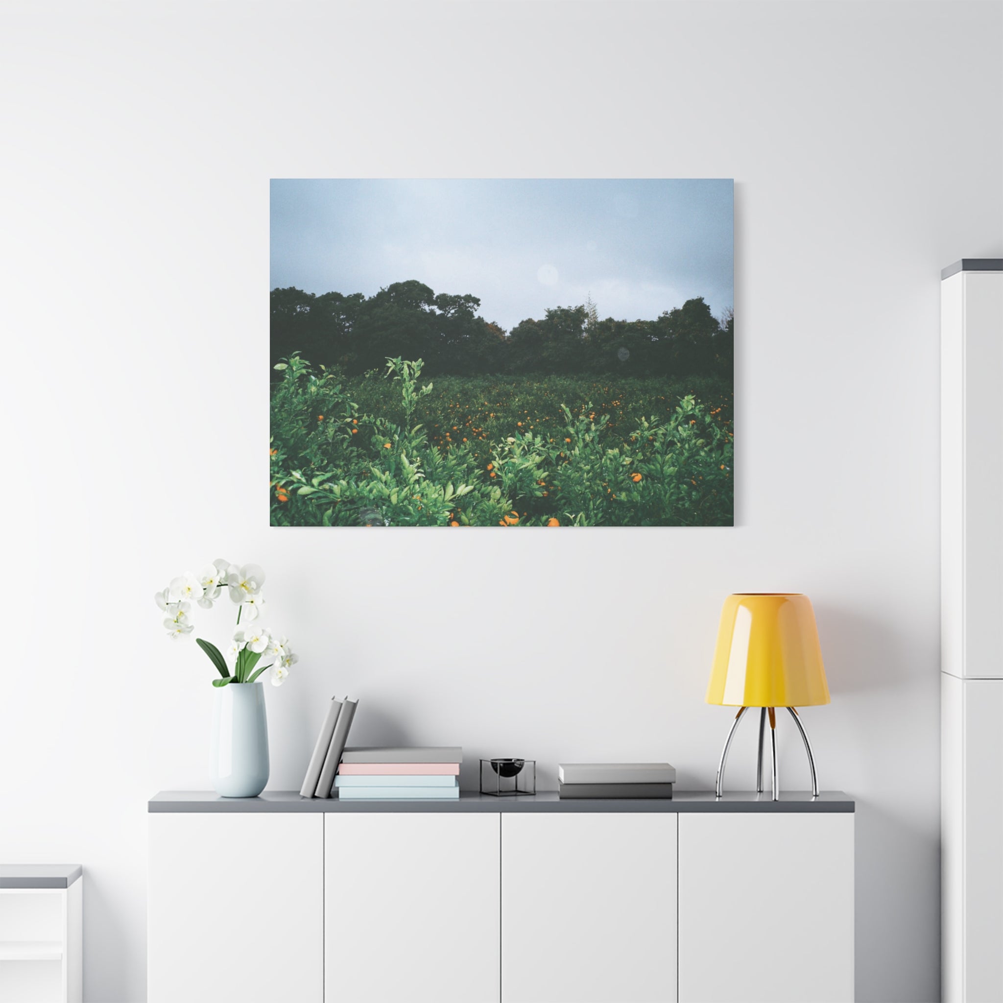 Jeju Winter Snowy Tangerine Orchard Canvas Print
