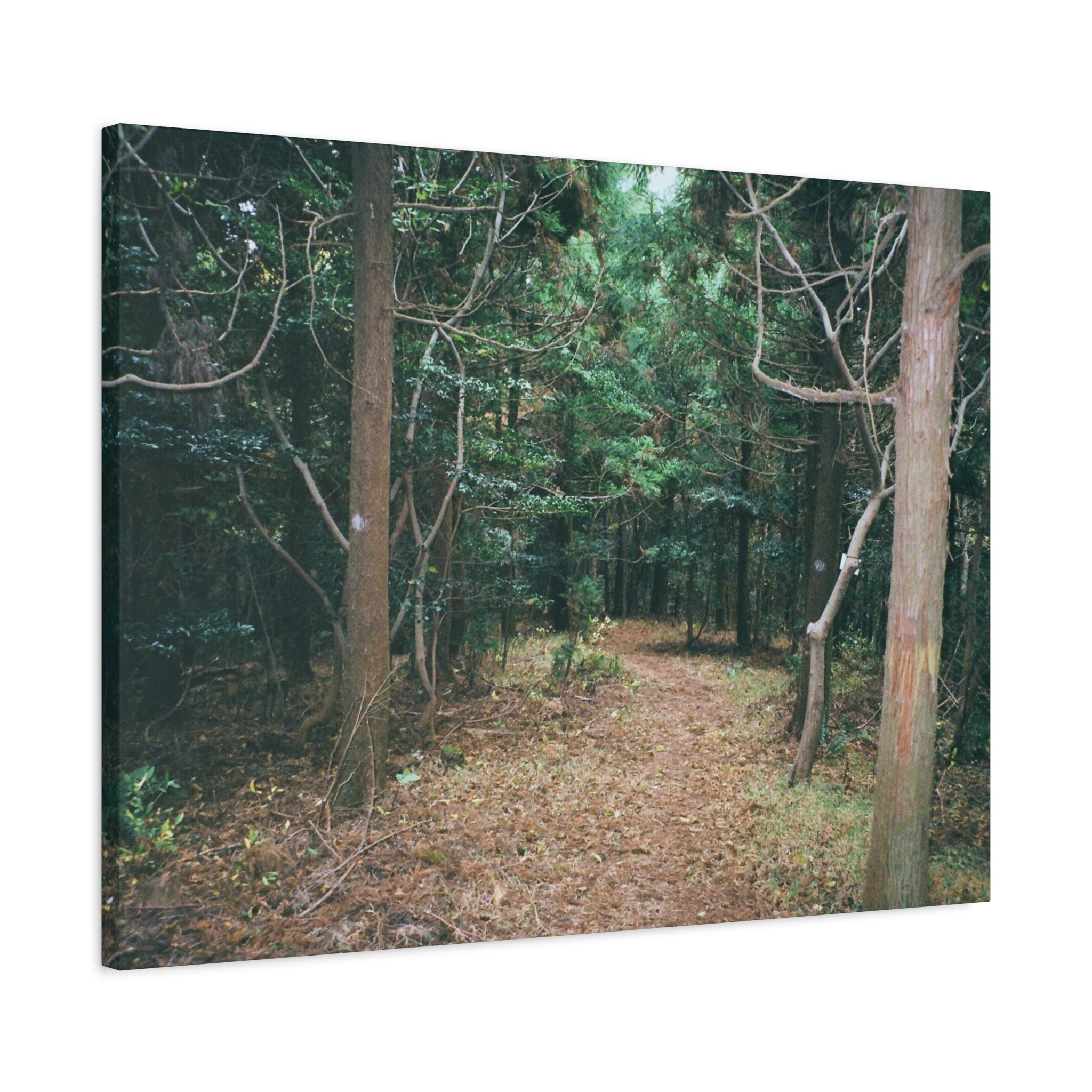 Jeju Winter Oreum Forest Canvas Print
