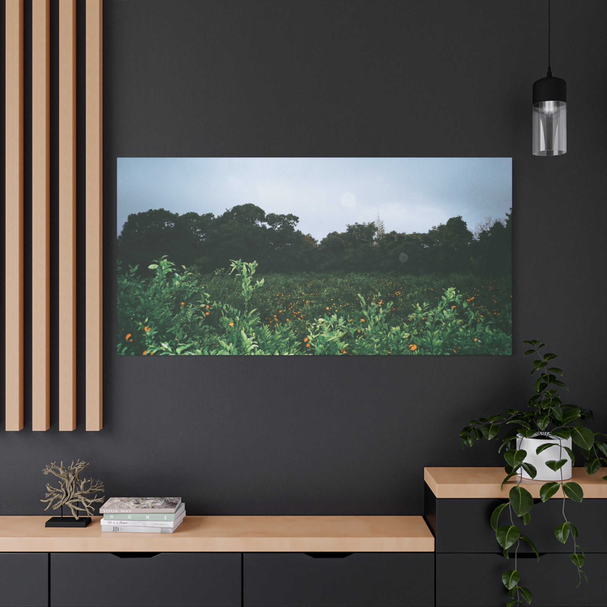 Jeju Winter Snowy Tangerine Orchard Canvas Print