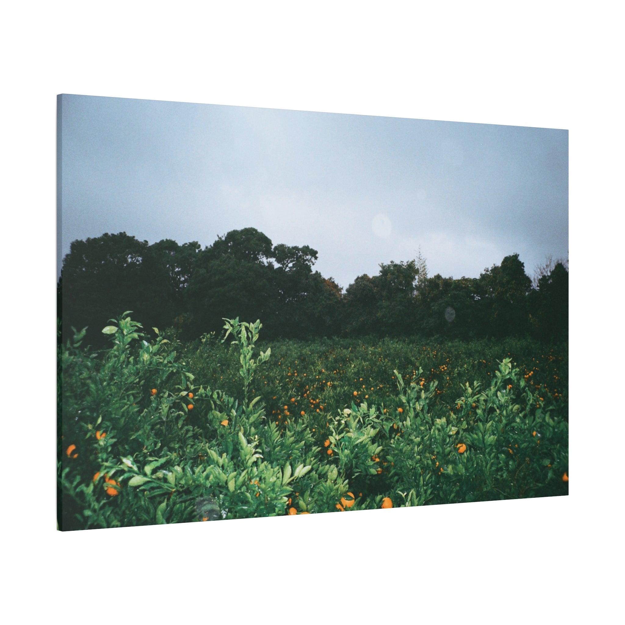 Jeju Winter Snowy Tangerine Orchard Canvas Print