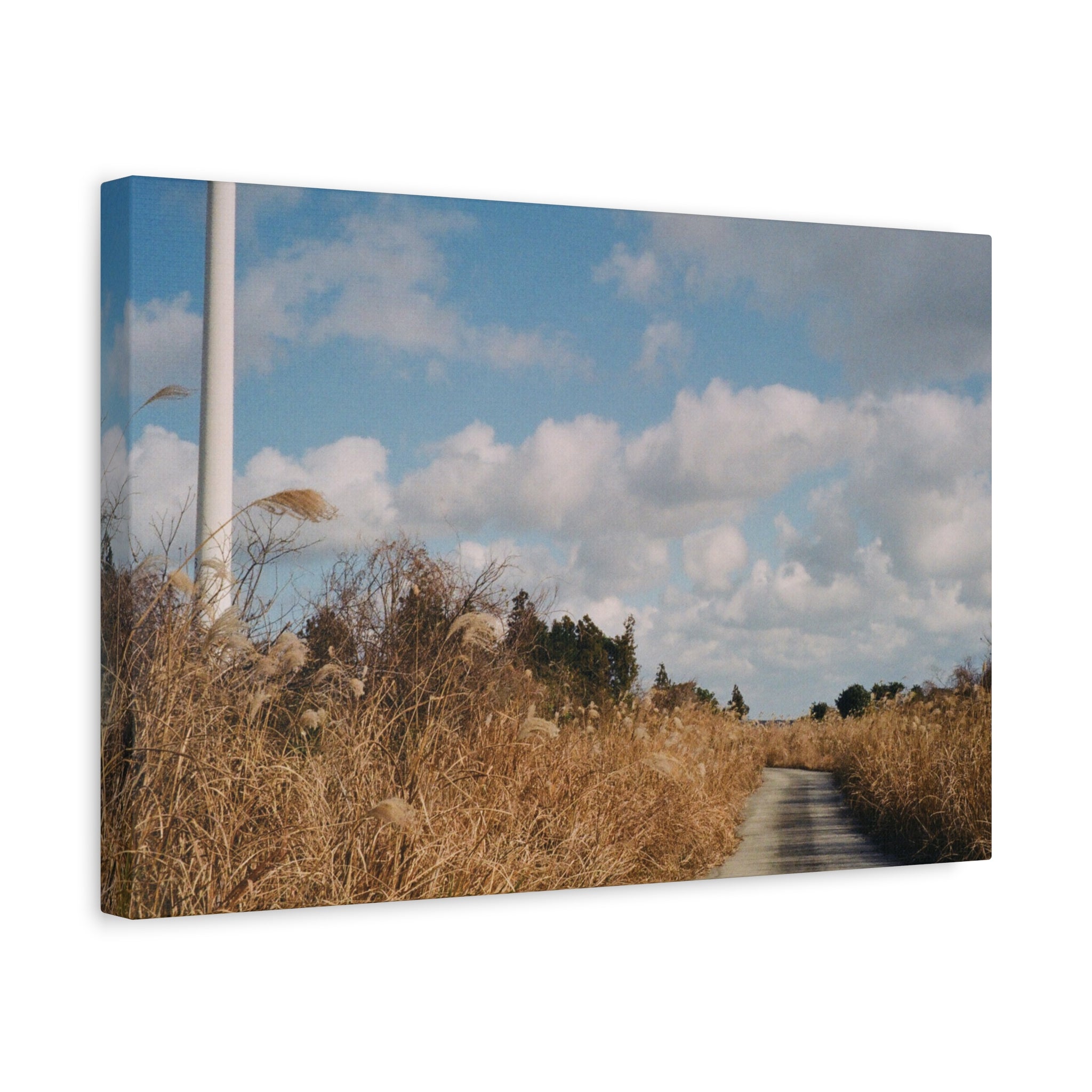 Jeju Gotjawal Winter Silver Grass Canvas Print