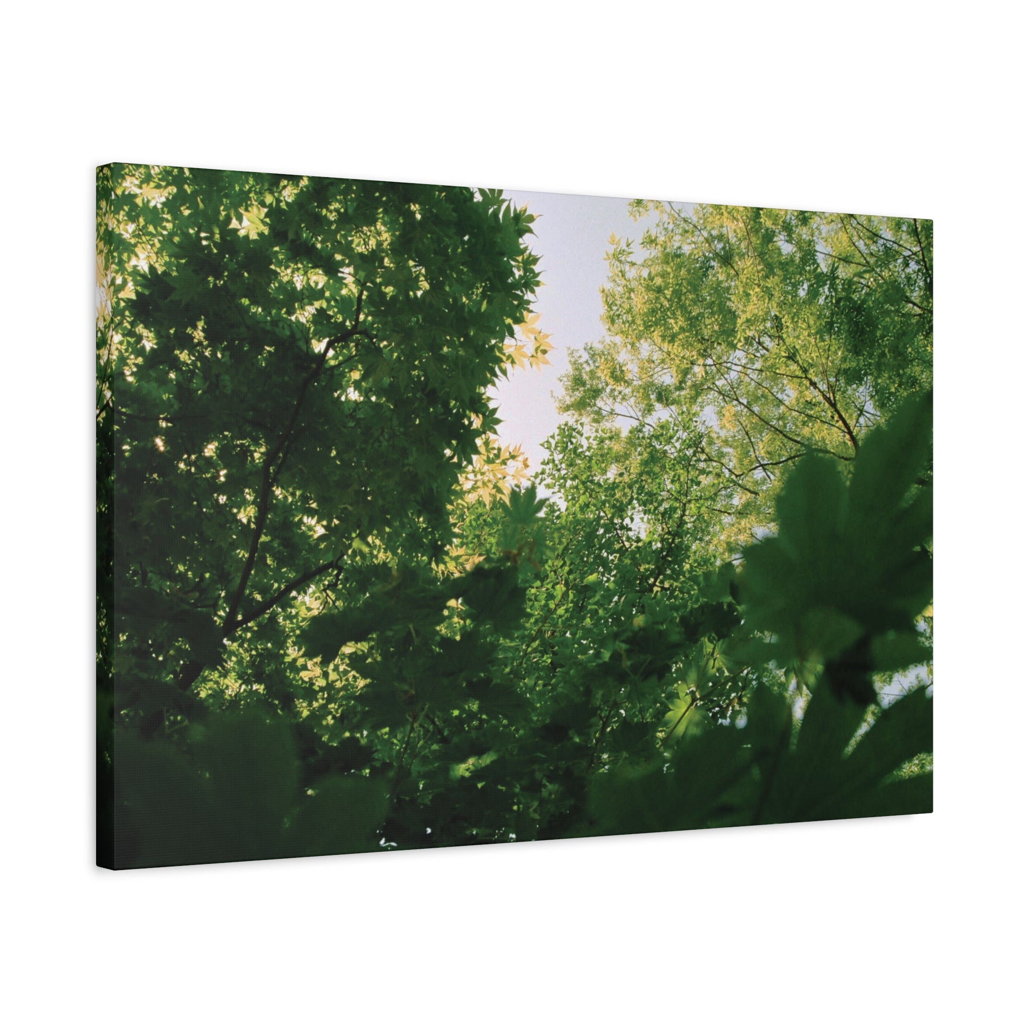 May Maple Leaves Canvas Print