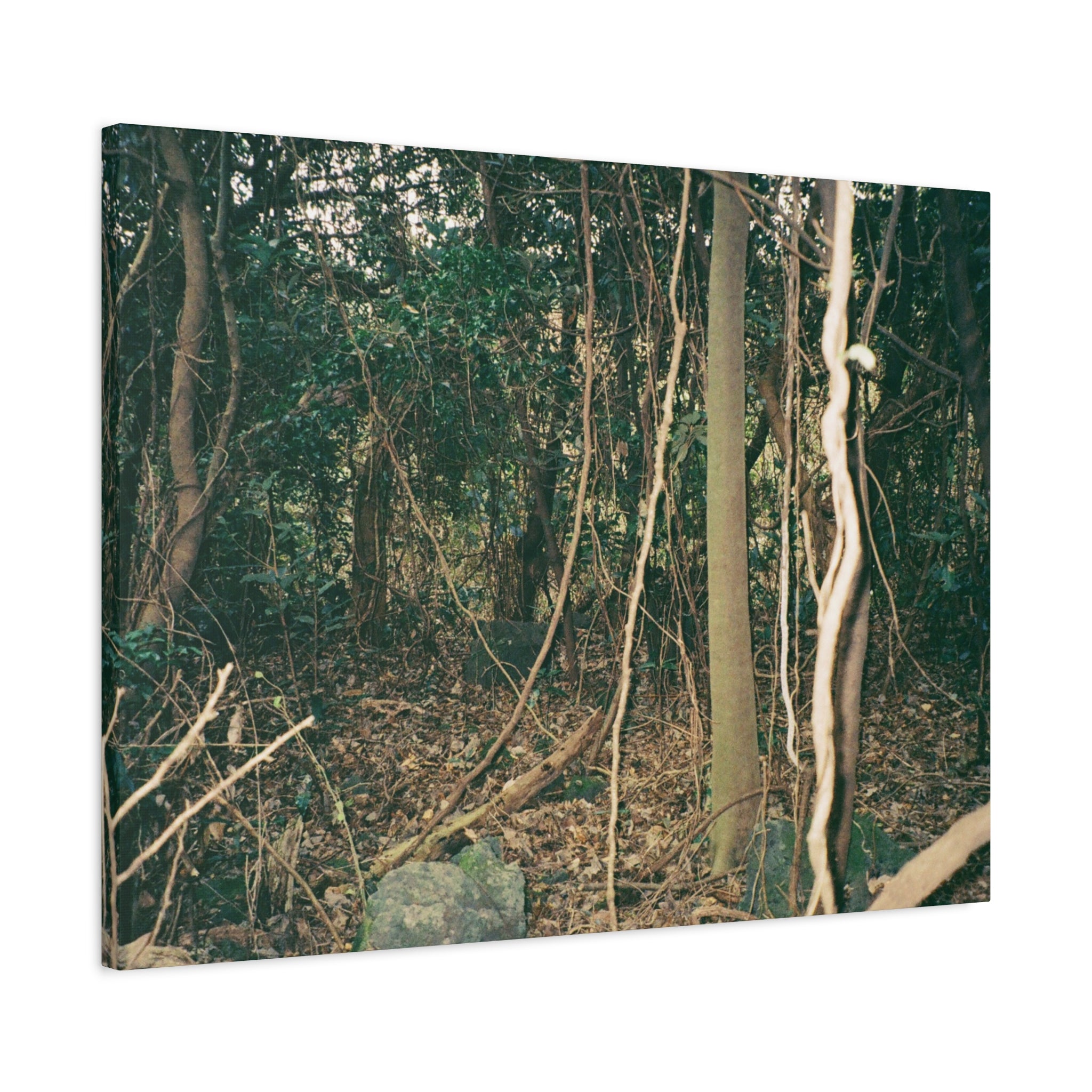 Jeju Gotjawal Forest Canvas Print