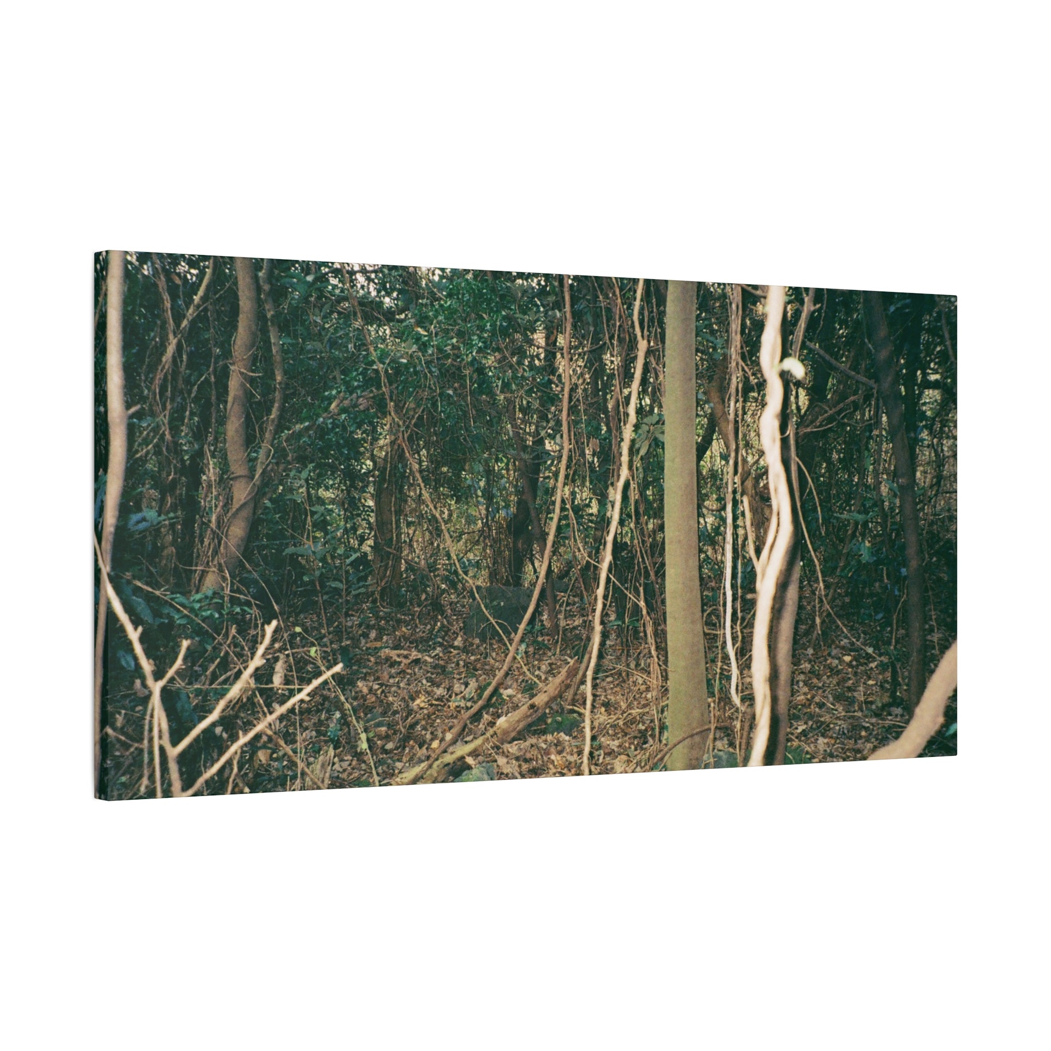 Jeju Gotjawal Forest Canvas Print