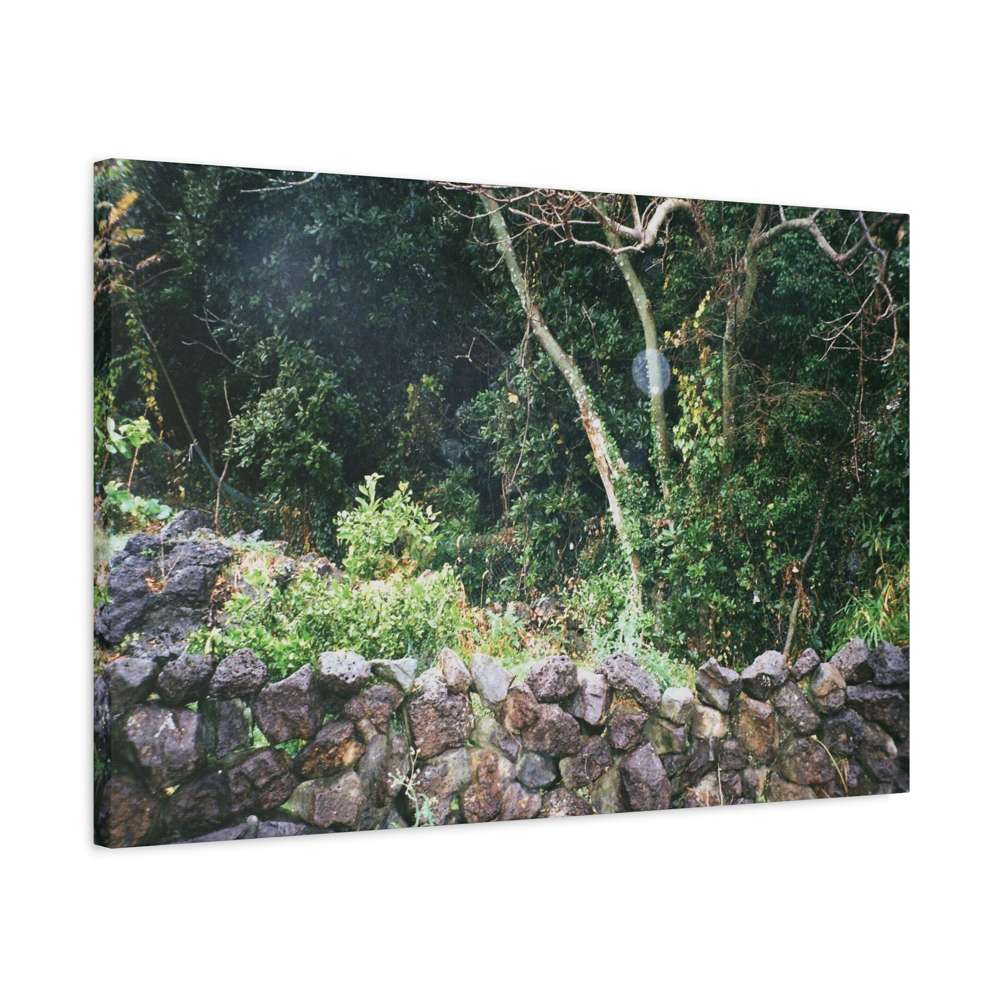 Jeju Gotjawal Forest Canvas Print — Tangerine Orchard & Doldam Stretched Matte Canvas