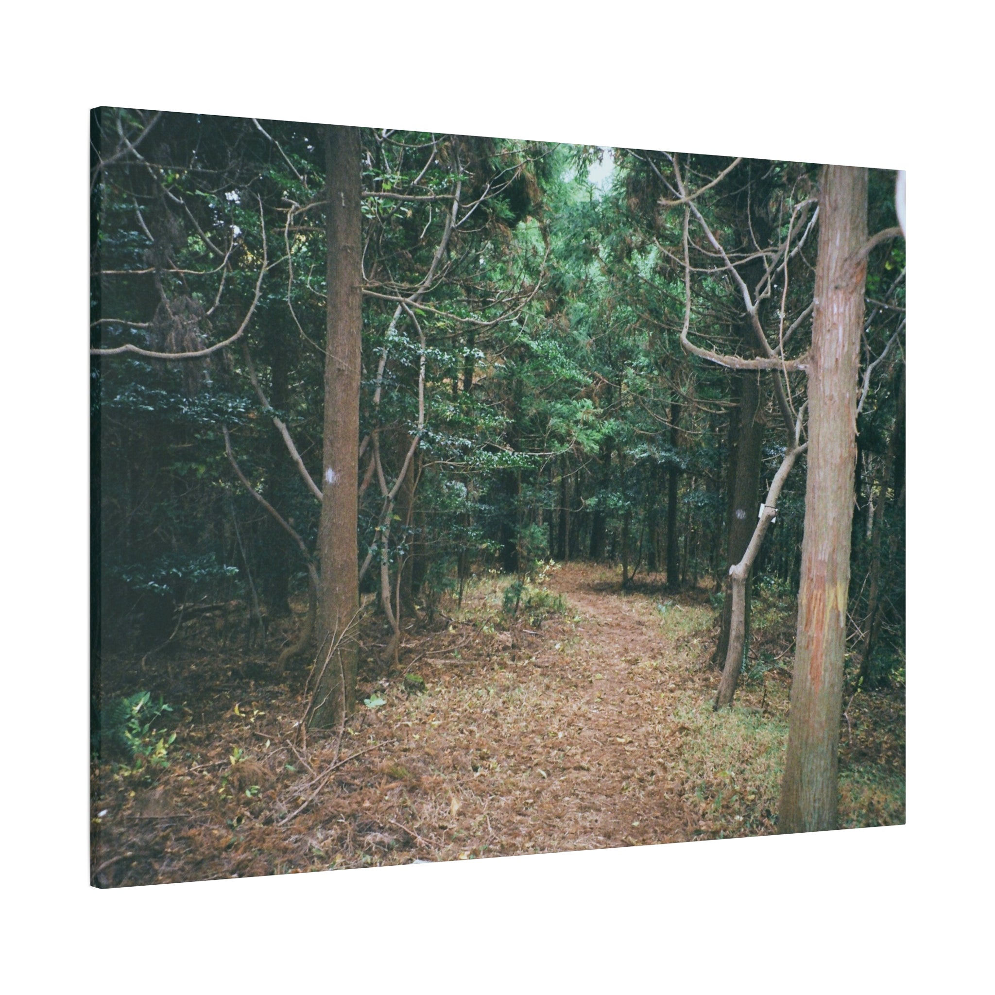 Jeju Winter Oreum Forest Canvas Print