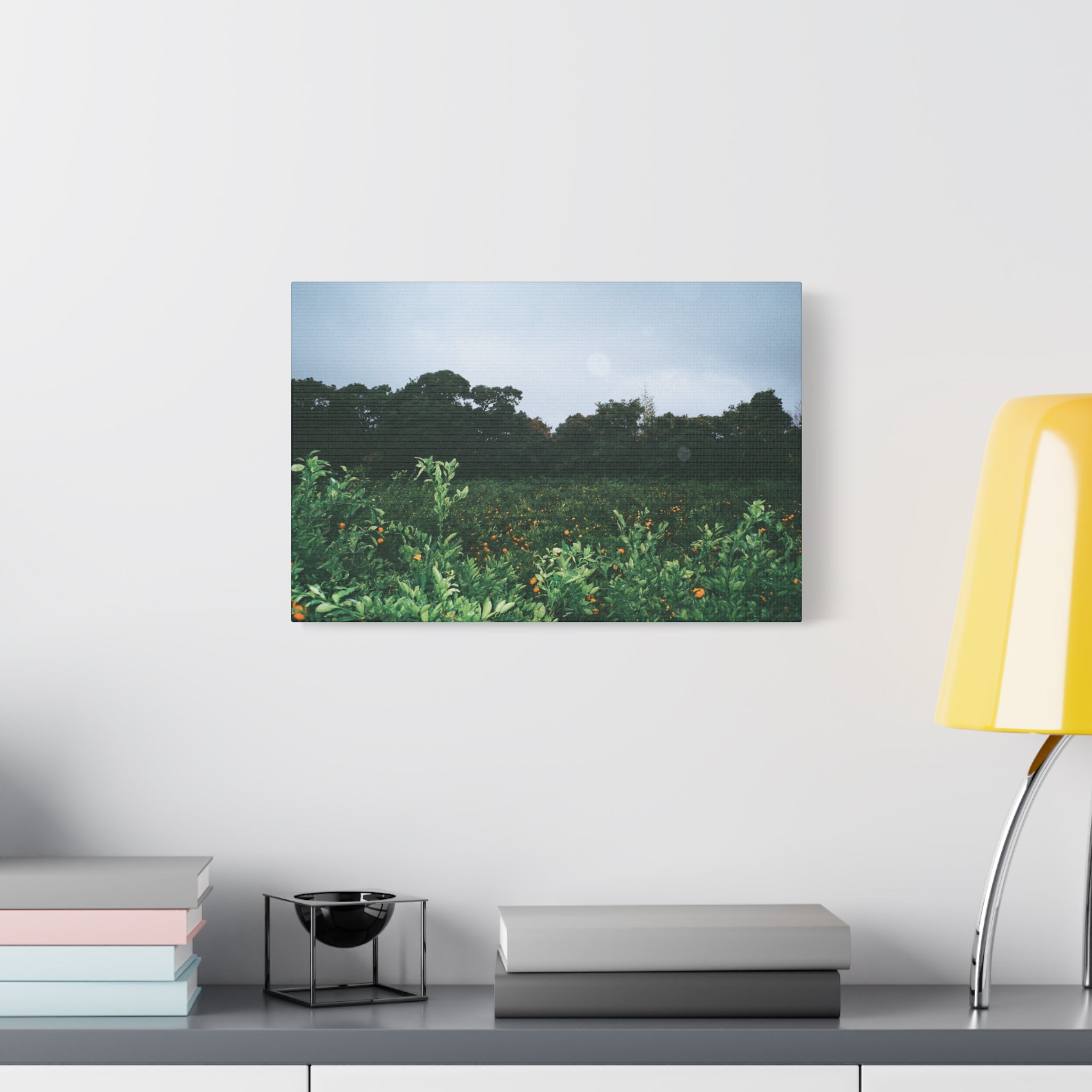 Jeju Winter Snowy Tangerine Orchard Canvas Print