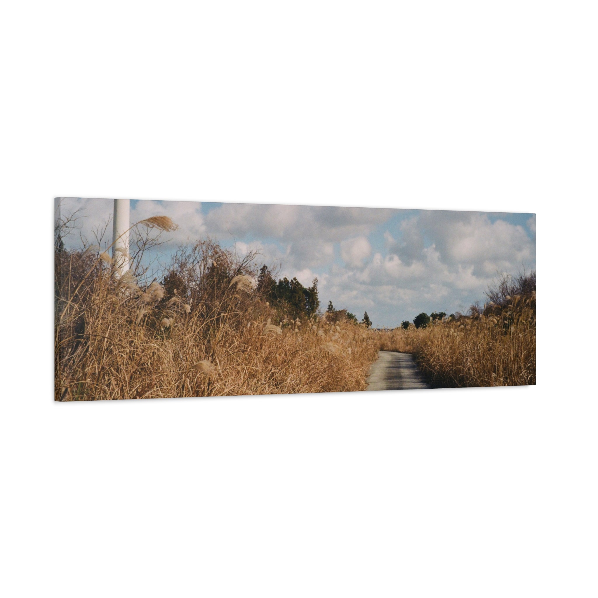 Jeju Gotjawal Winter Silver Grass Canvas Print