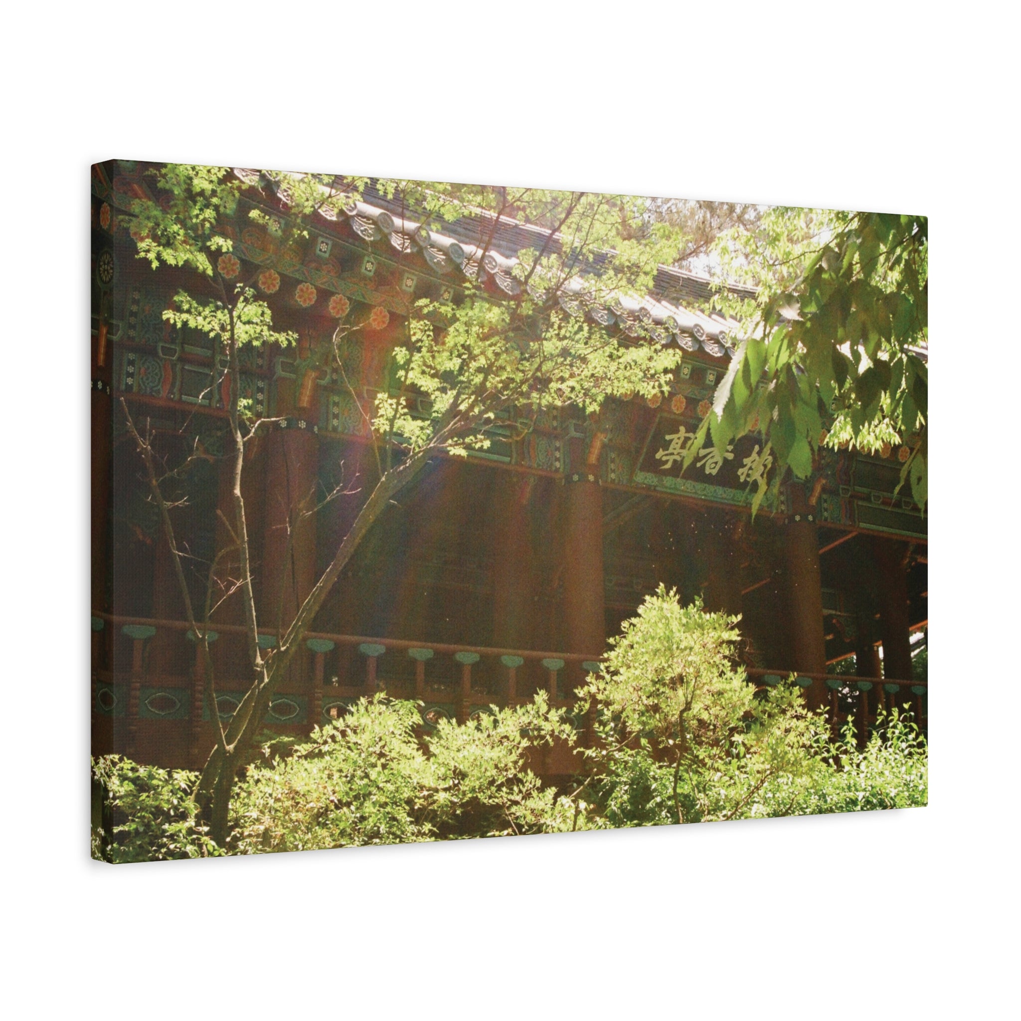 Korean Hanok Spring Sunshine Canvas Print